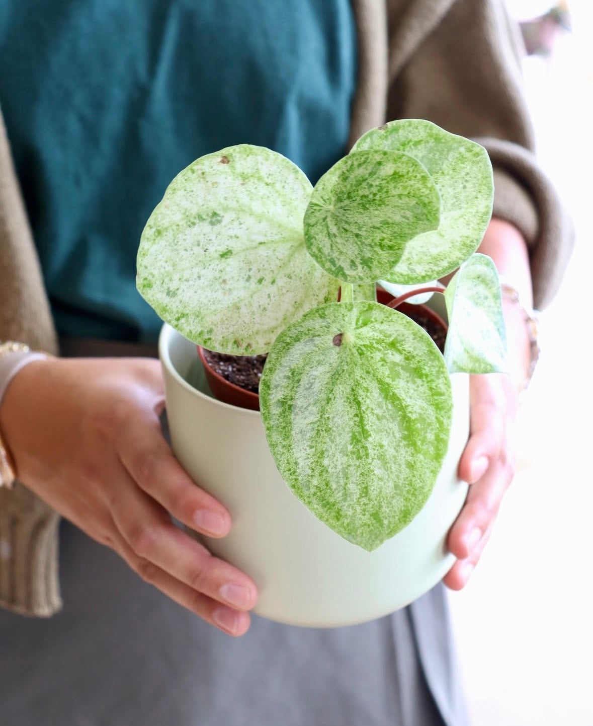 Peperomia argyreia « Melon d'eau » 