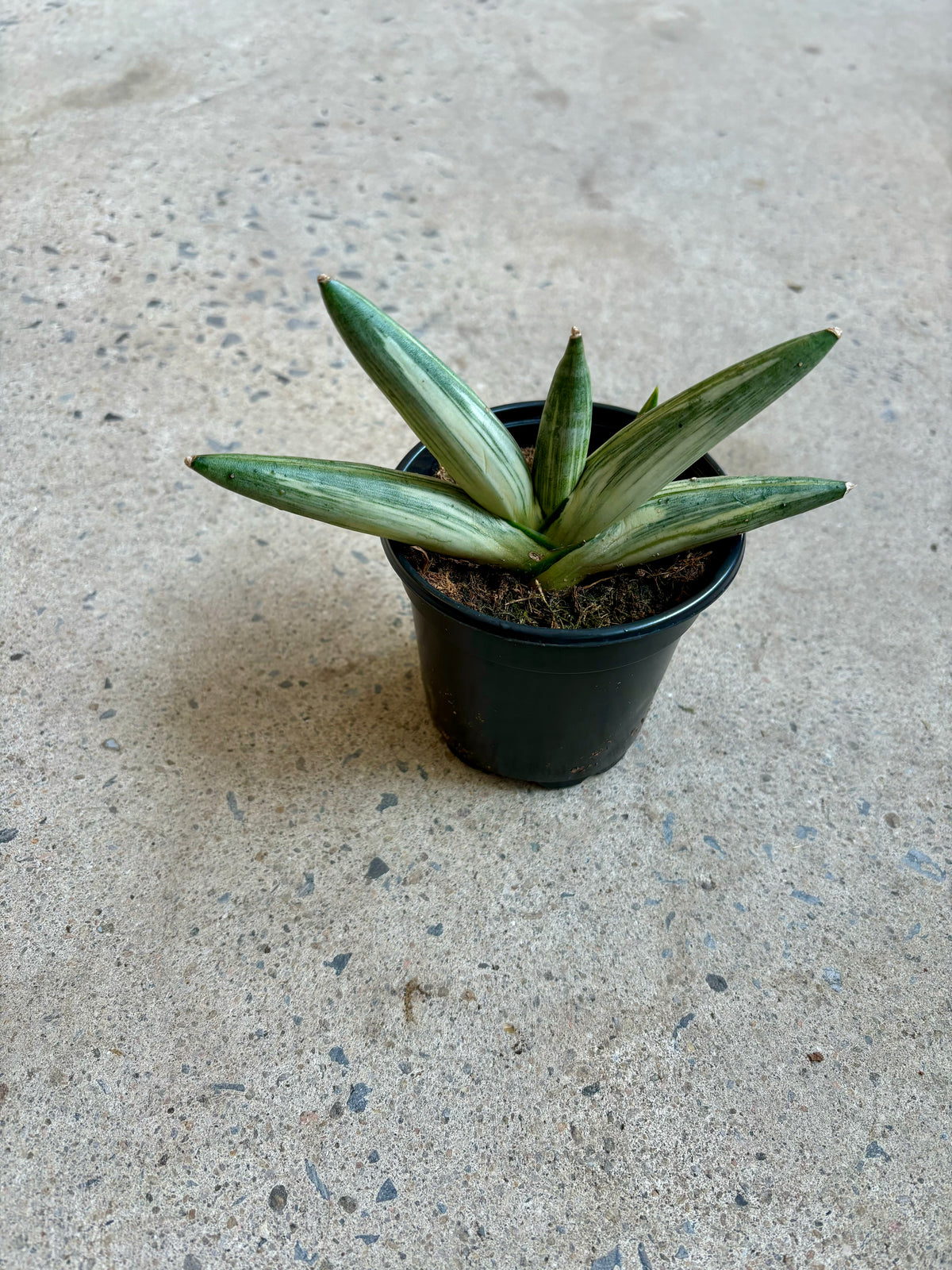 Sansevière cylindrica « Boncel »