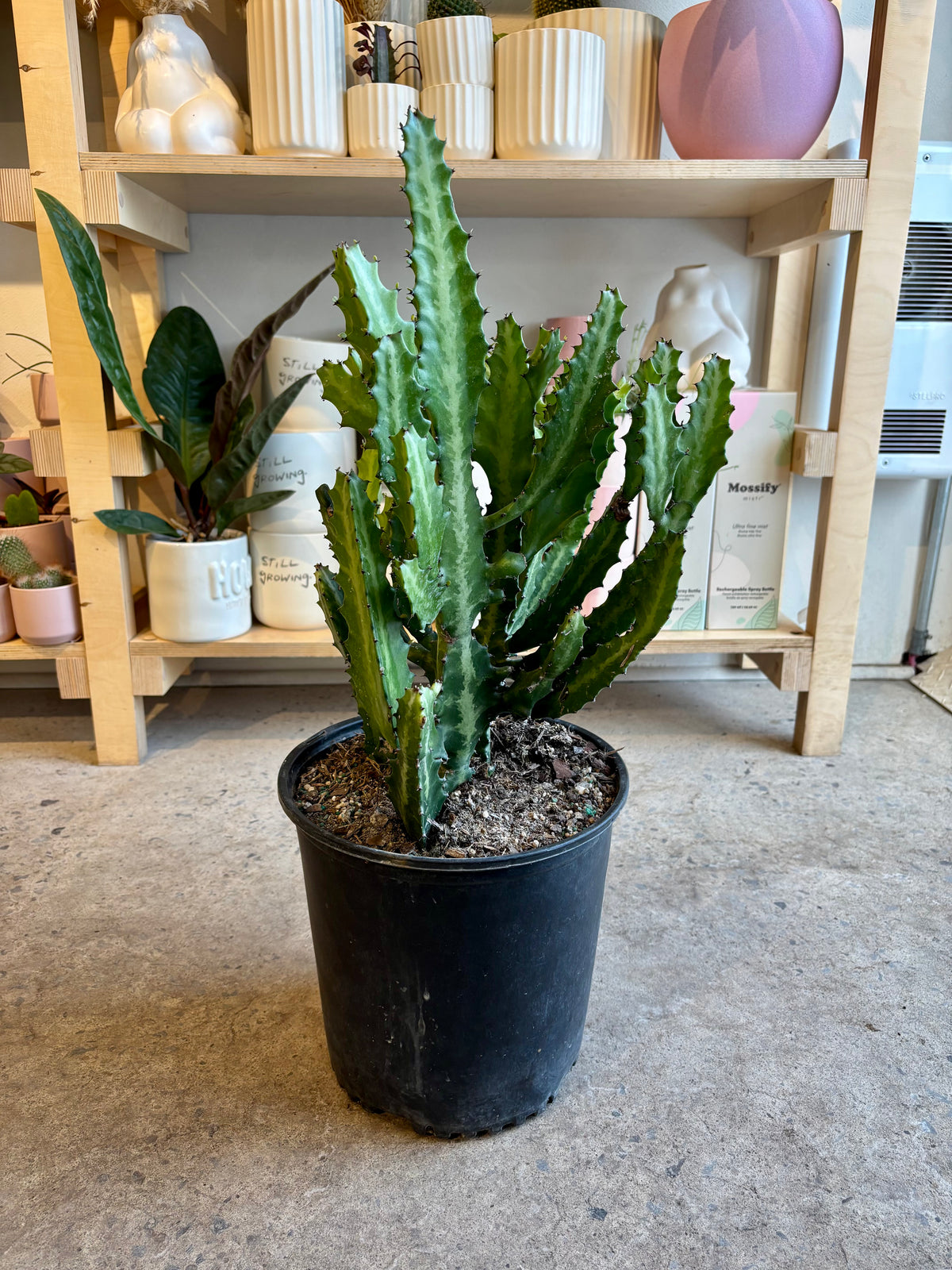 Euphorbia Lactea