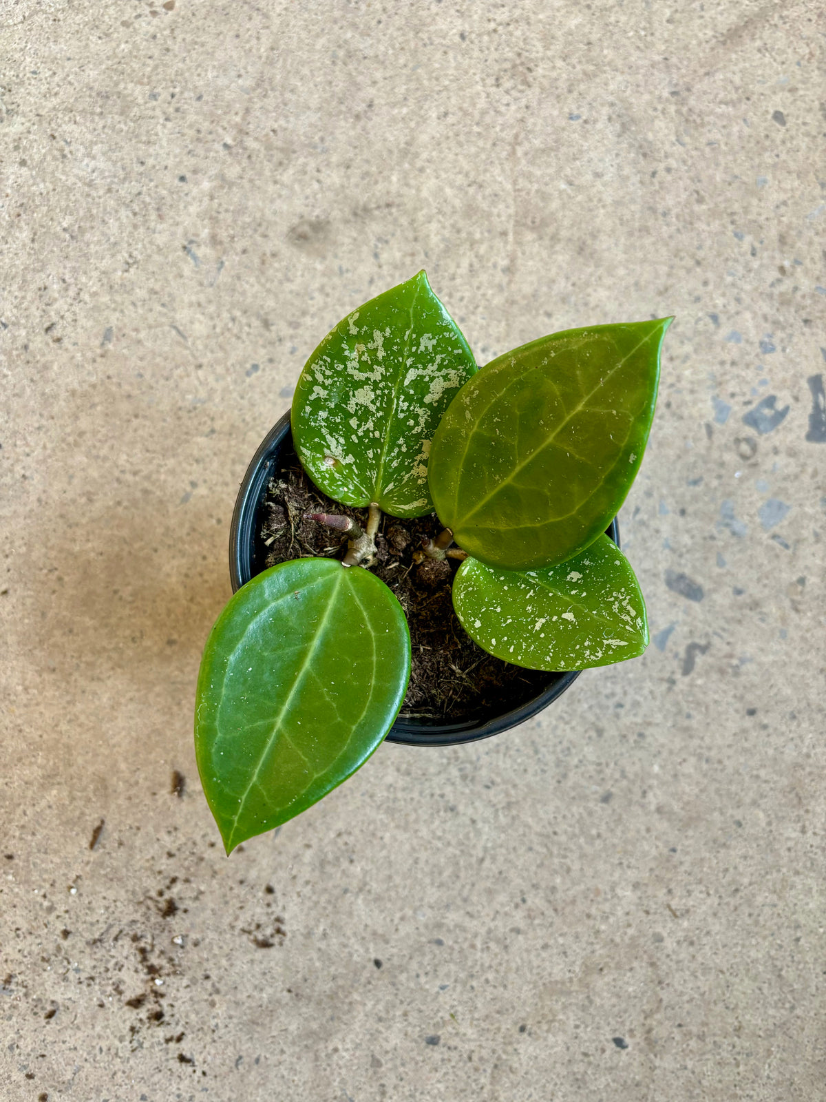 Hoya Parasitica « Splash »