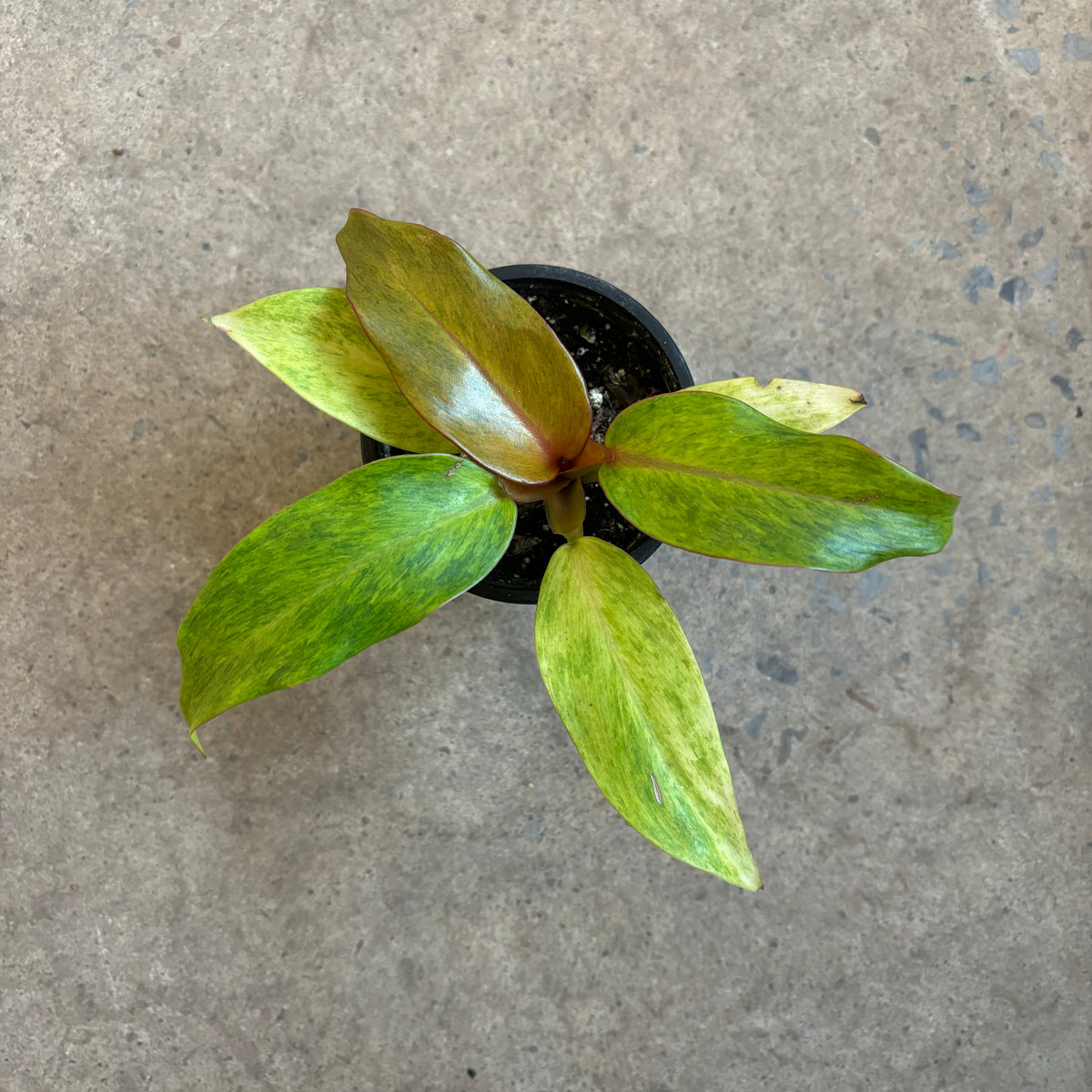 Philodendron « Quad Color »