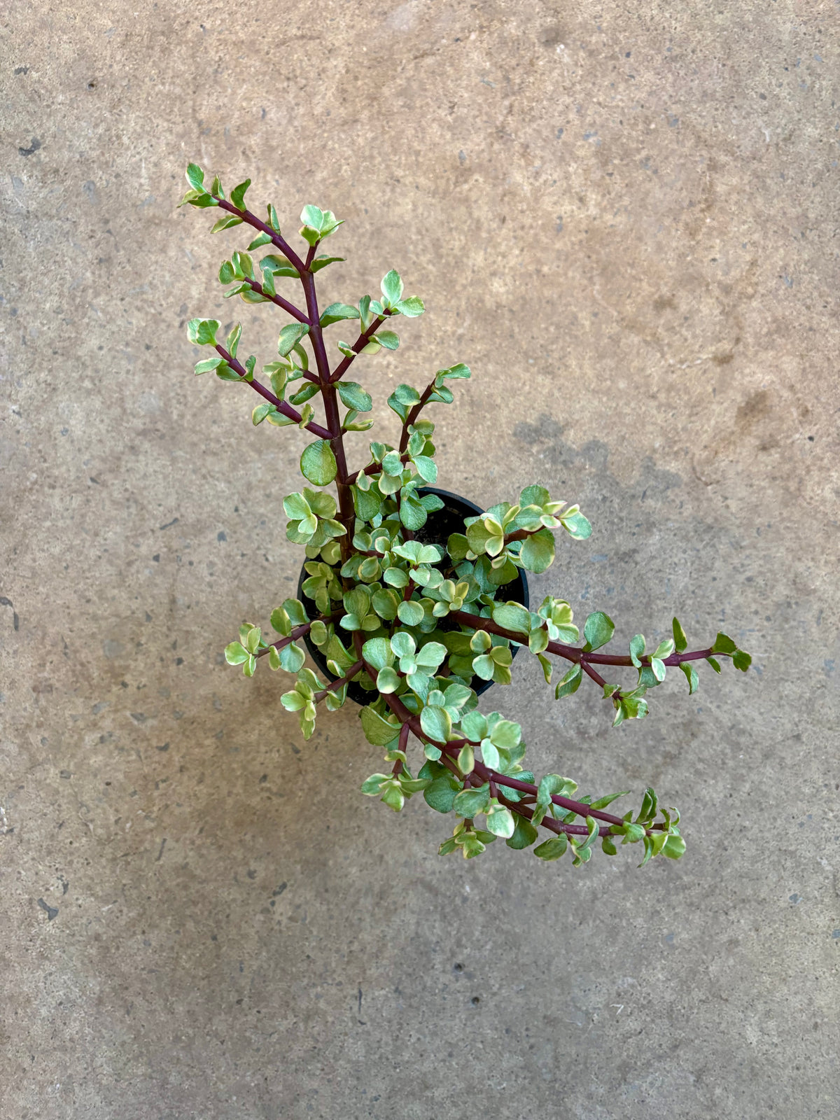 Portulacaria afra variegata