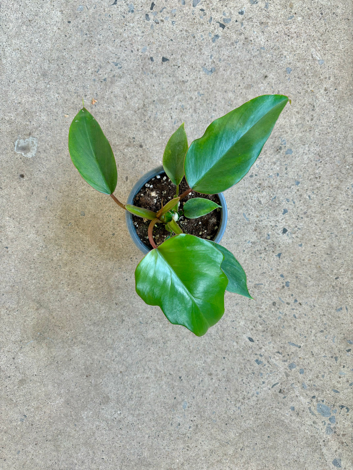 Philodendron « Mayoi »