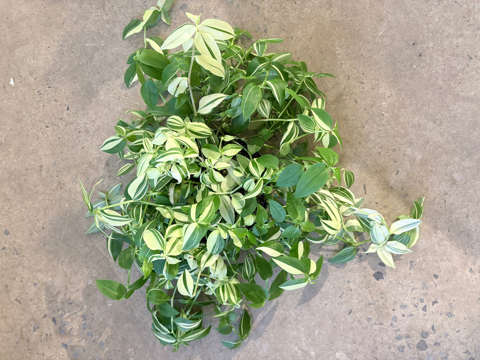 Tradescantia fluminensis Variegata
