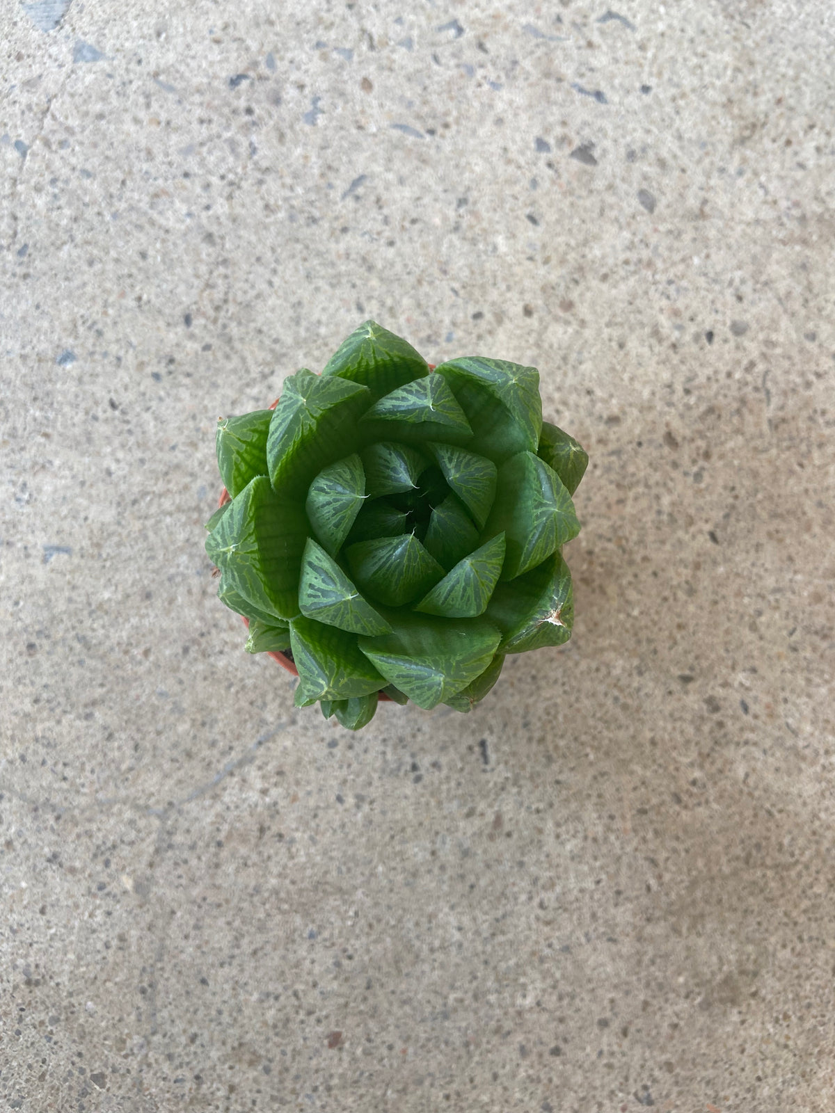 Haworthia Cooperi