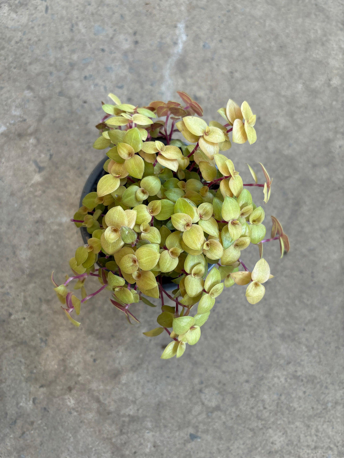Callisia Golden