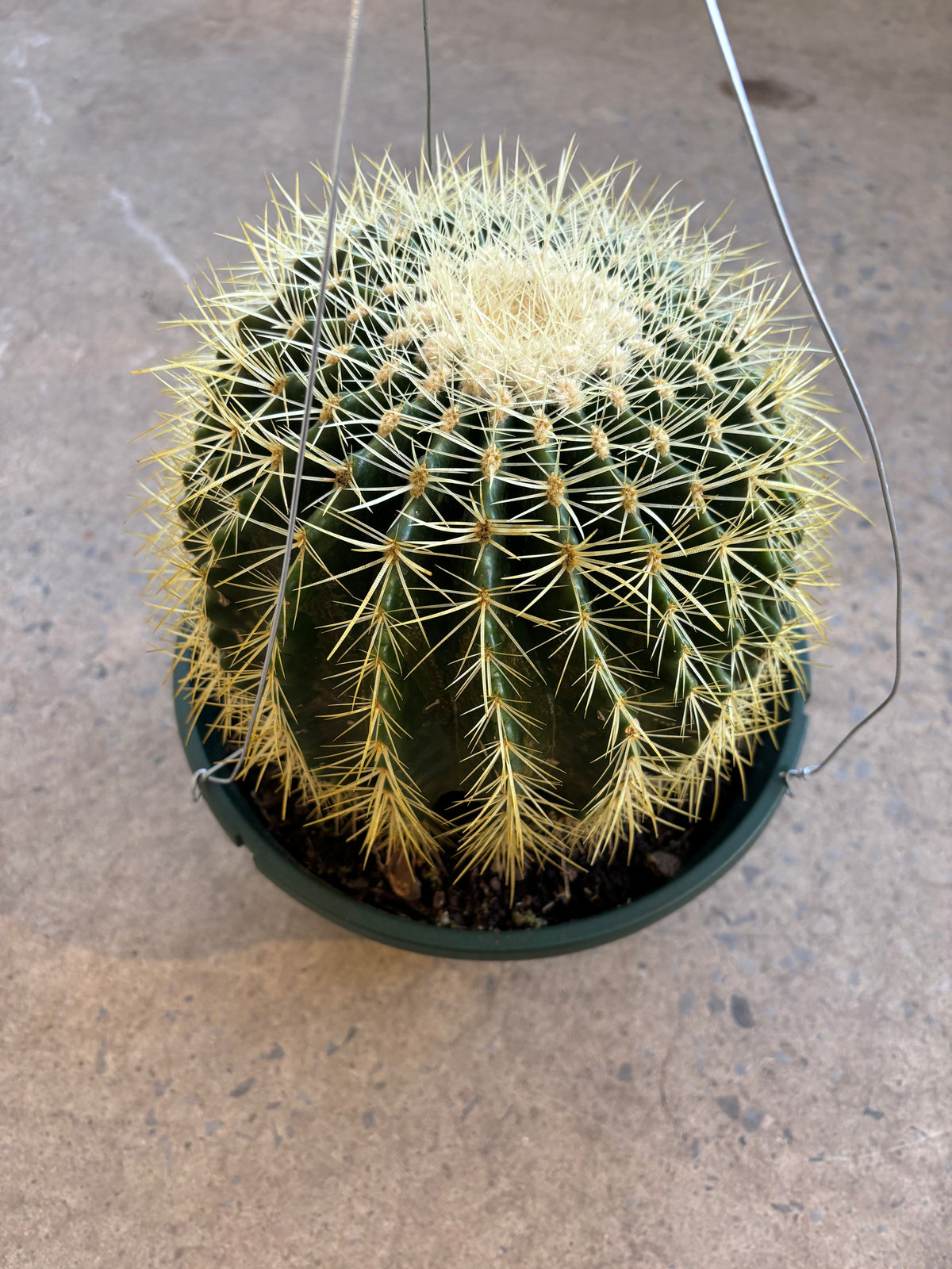 Cactus Golden Barrel