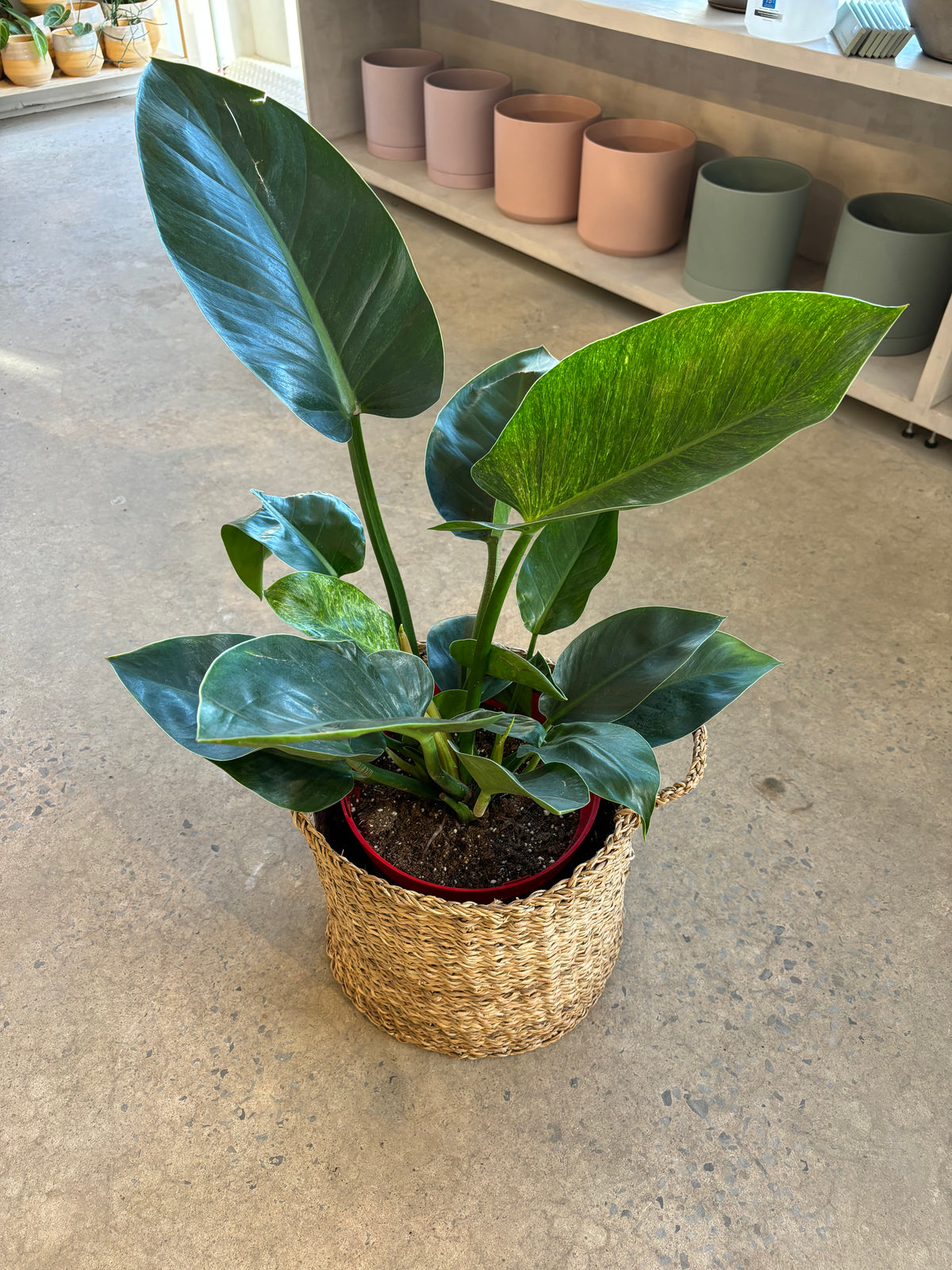 Philodendron Congo Vert