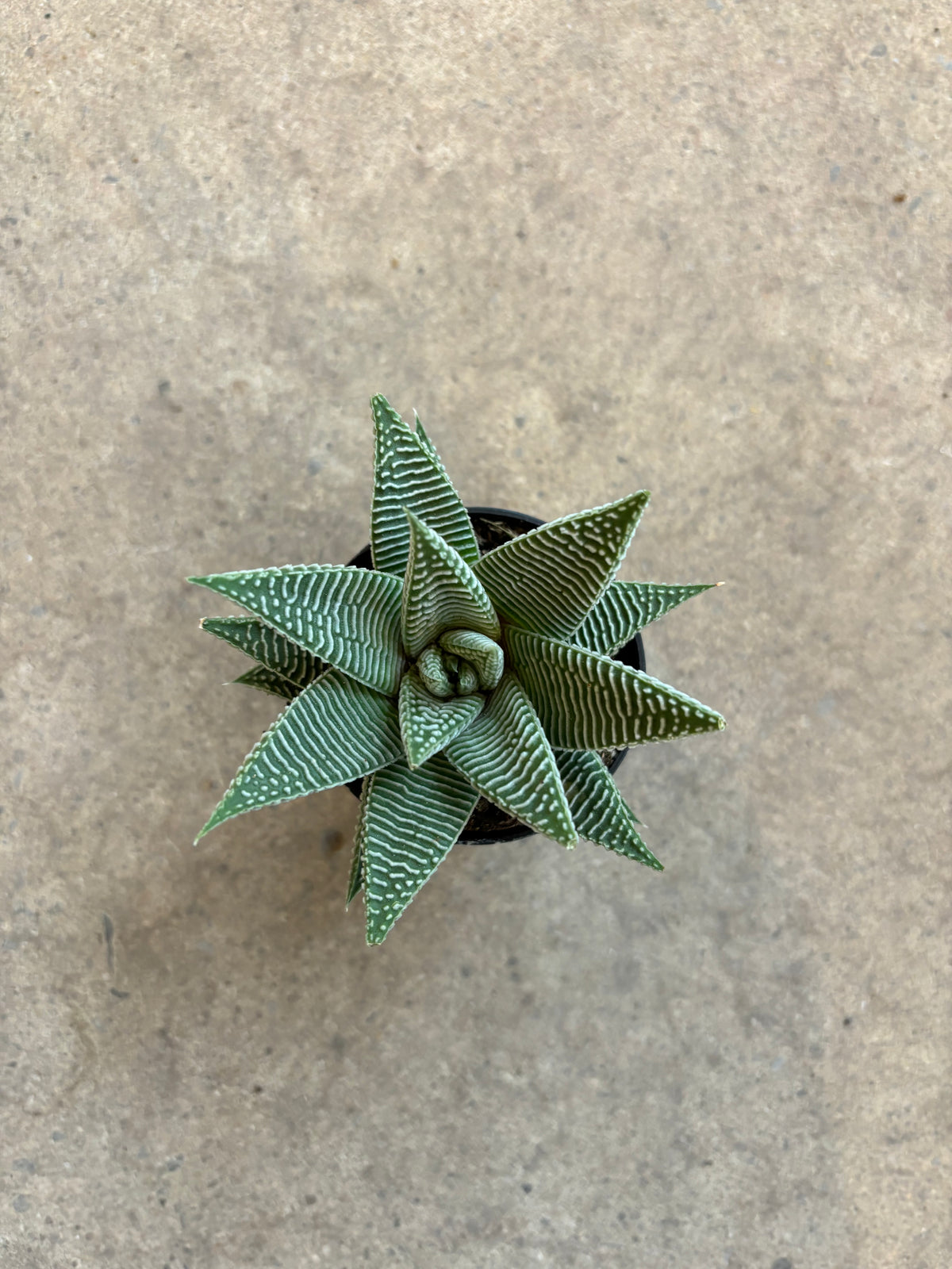 Haworthia Miami