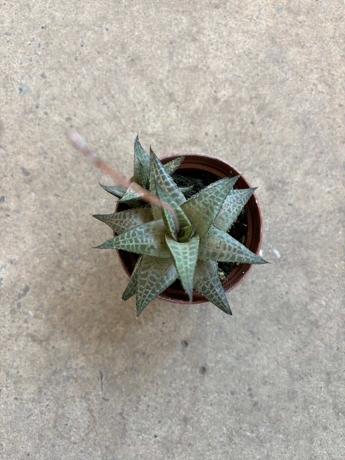 Haworthia Tessellata