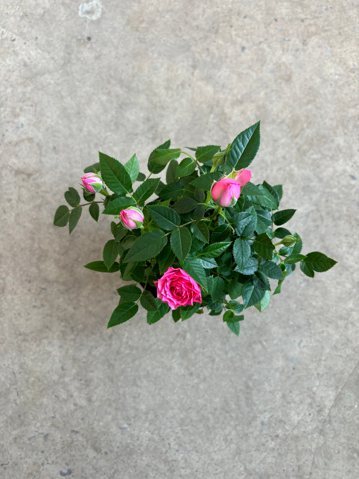 Rosier miniature