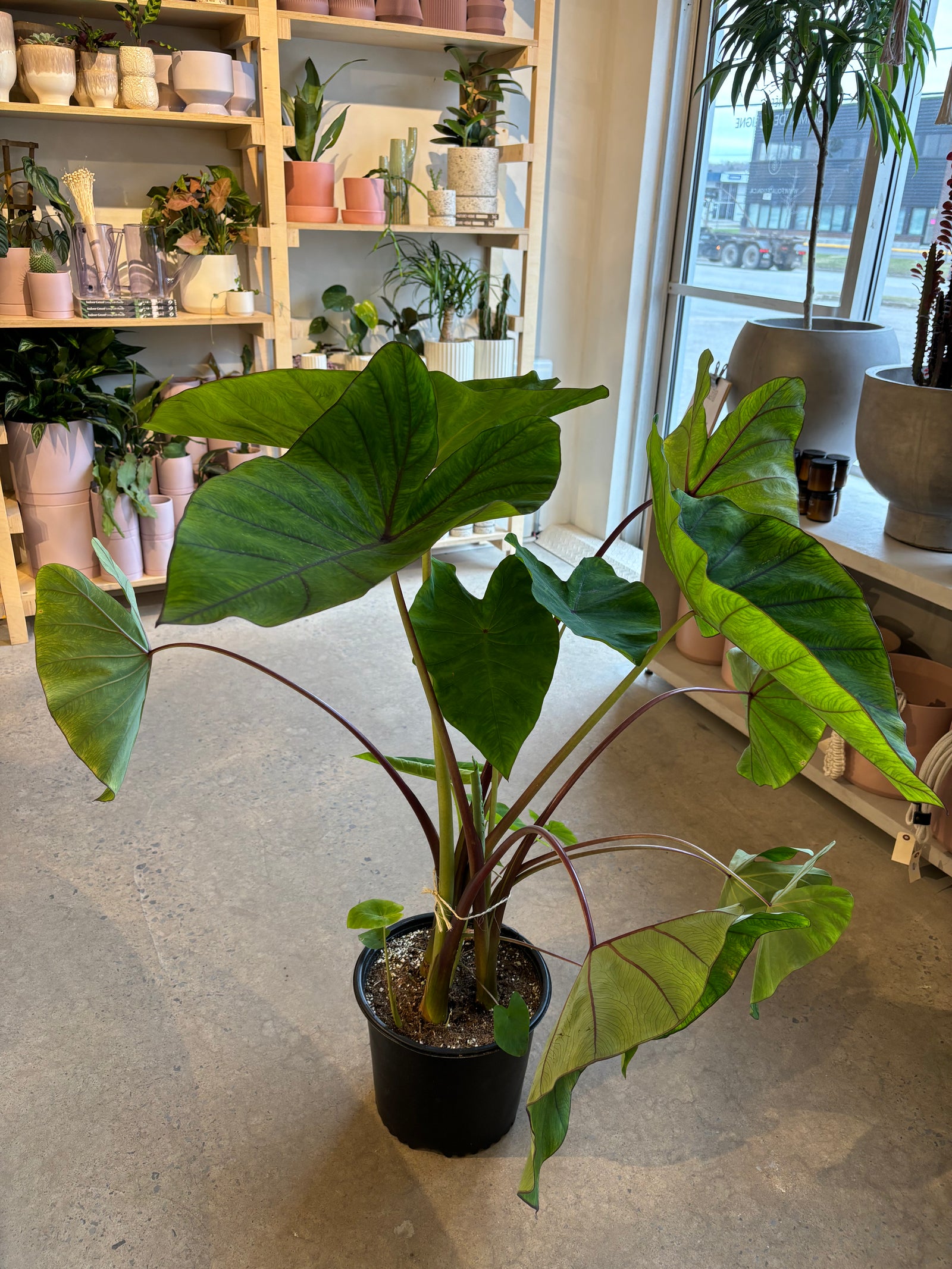Colocasia « Hawaiian blue »