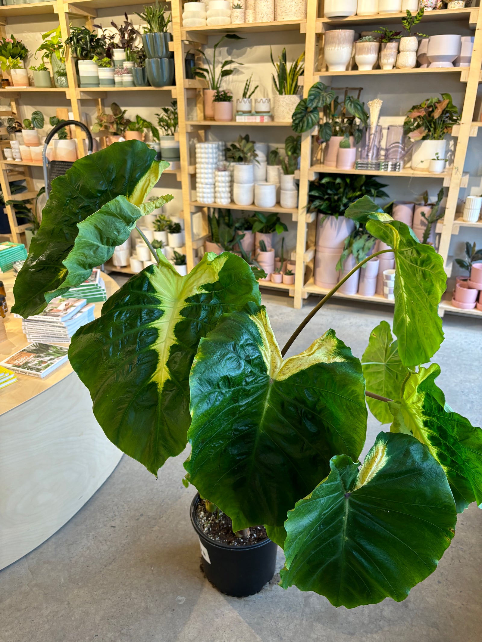 Colocasia  « White Lava »