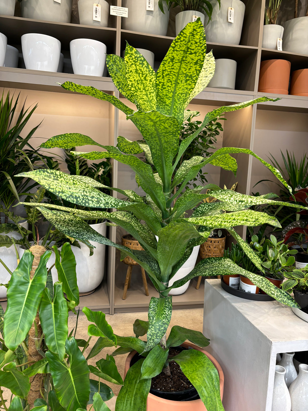 Dracaena Star Dust