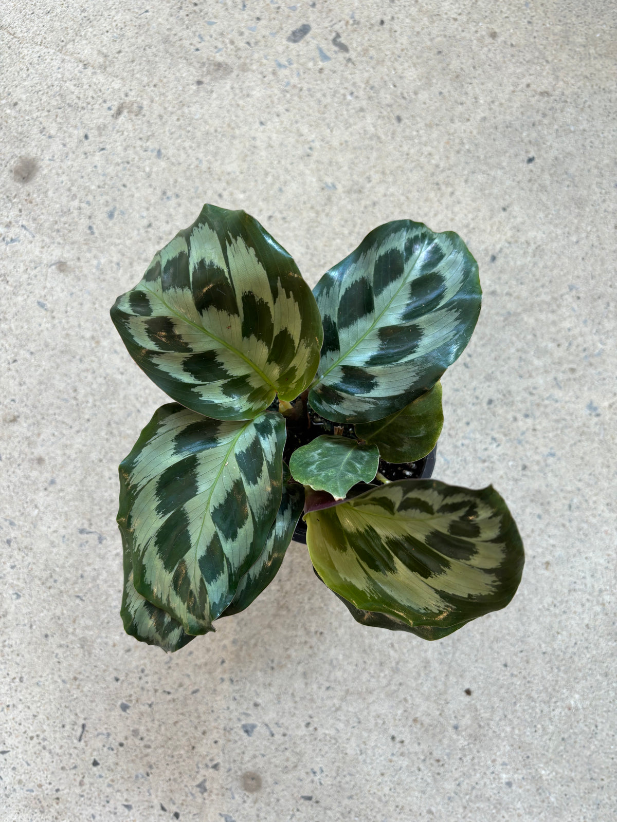 Calathea dressleri « Helen Kennedy »
