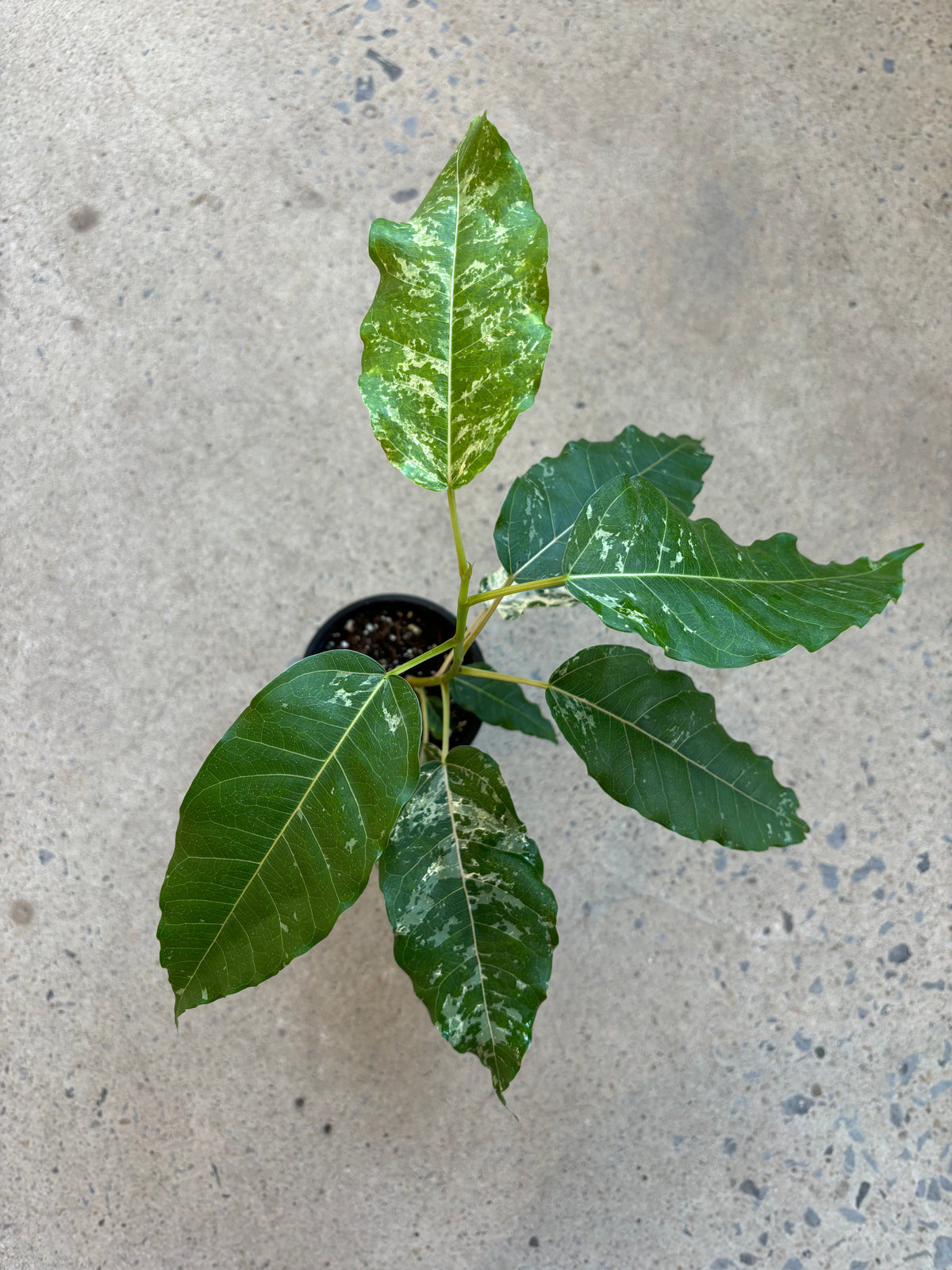 Ficus Aspera