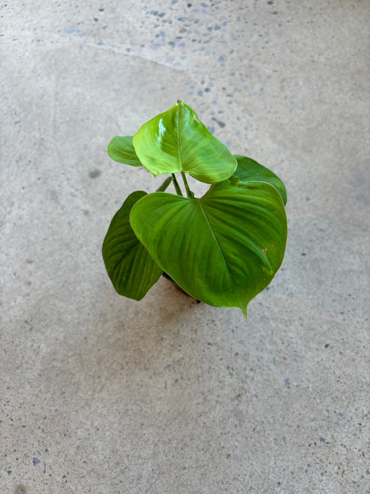 Philodendron fibraecataphyllum