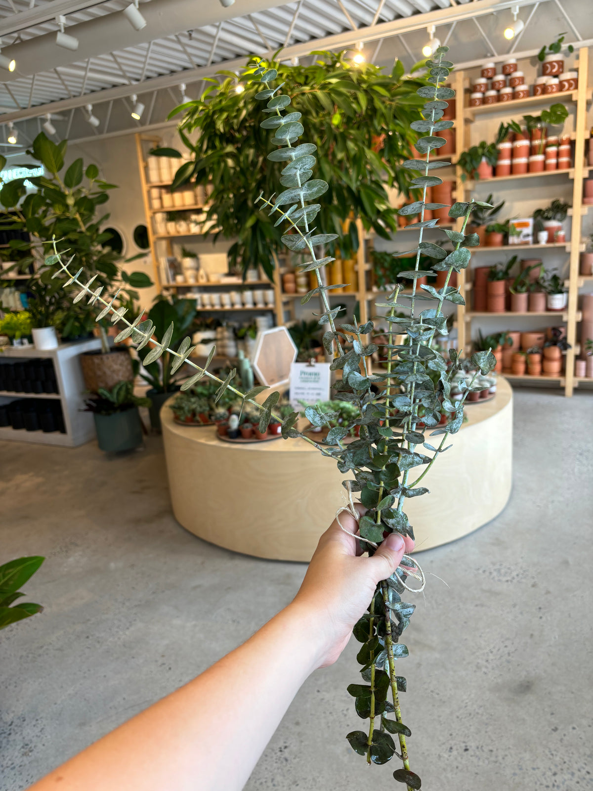 Bouquet d'Eucalyptus