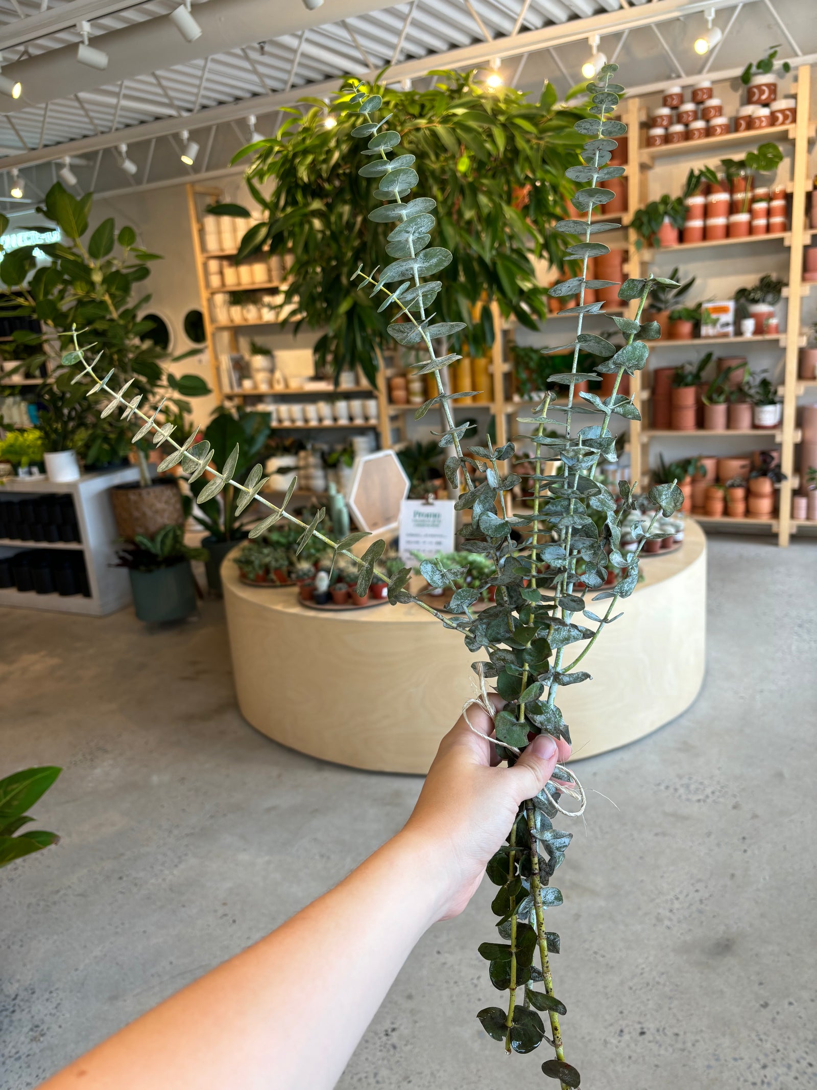 Bouquet d'Eucalyptus