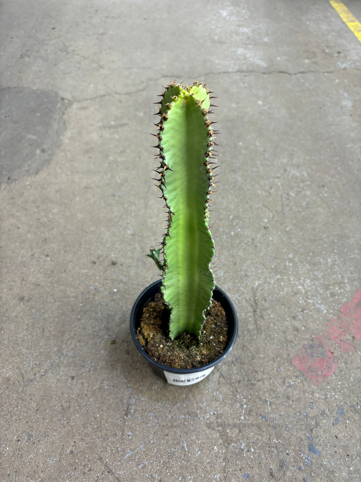 Euphorbia Eritrea