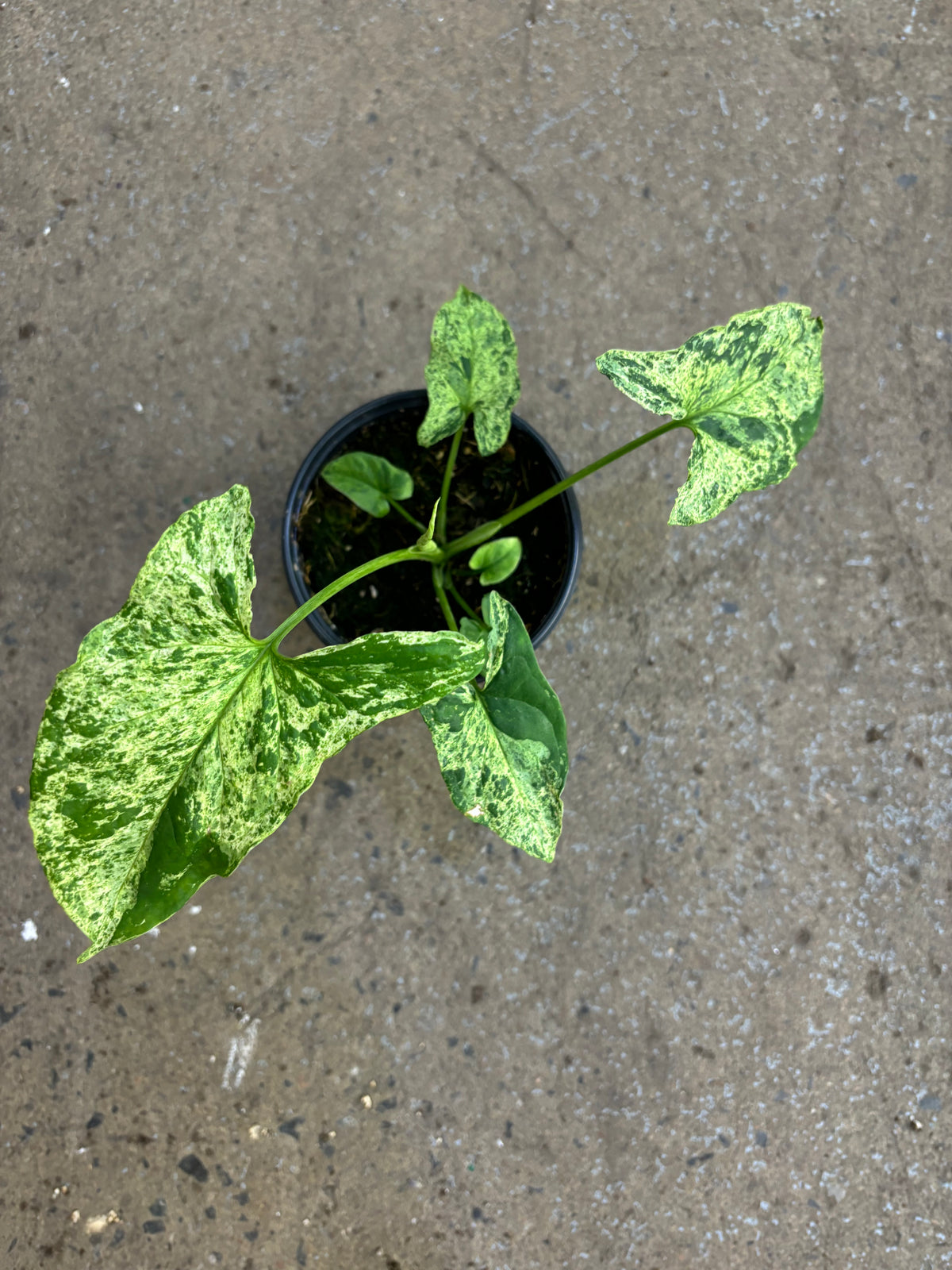 Syngonium Mojito