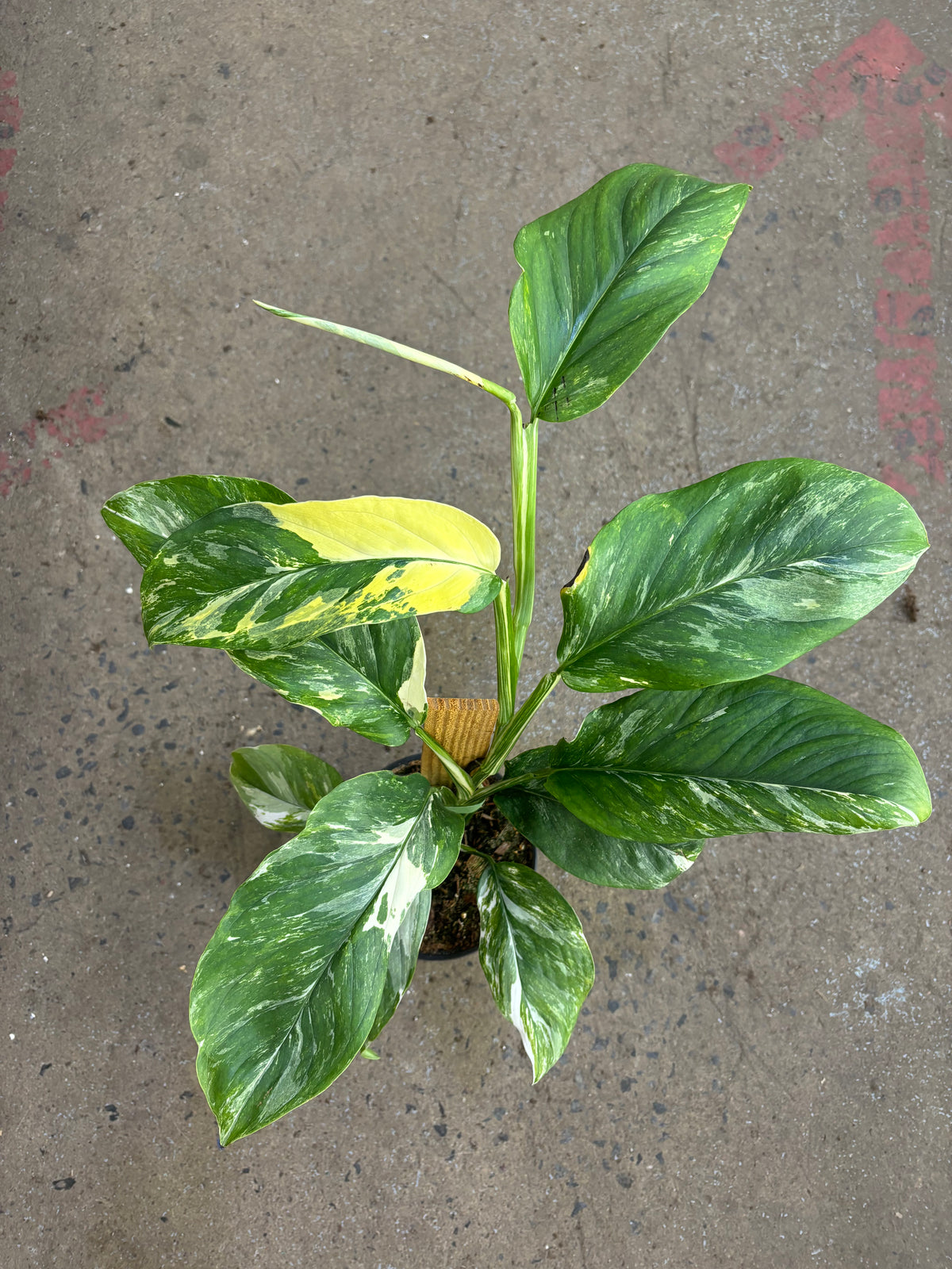 Monstera Lechleriana