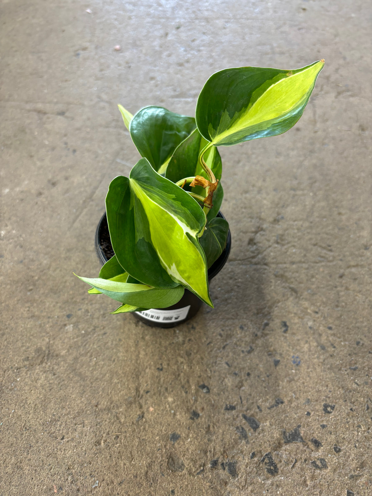 Philodendron Hederaceum « Cream Splash »