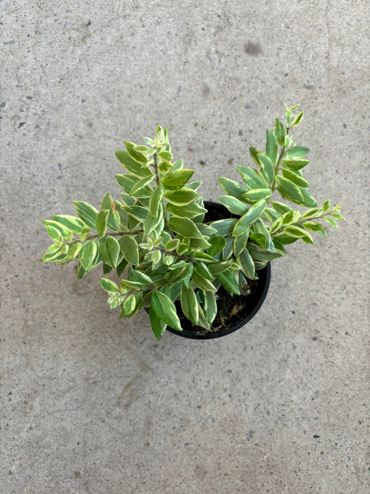 Aeschynanthus Bolero