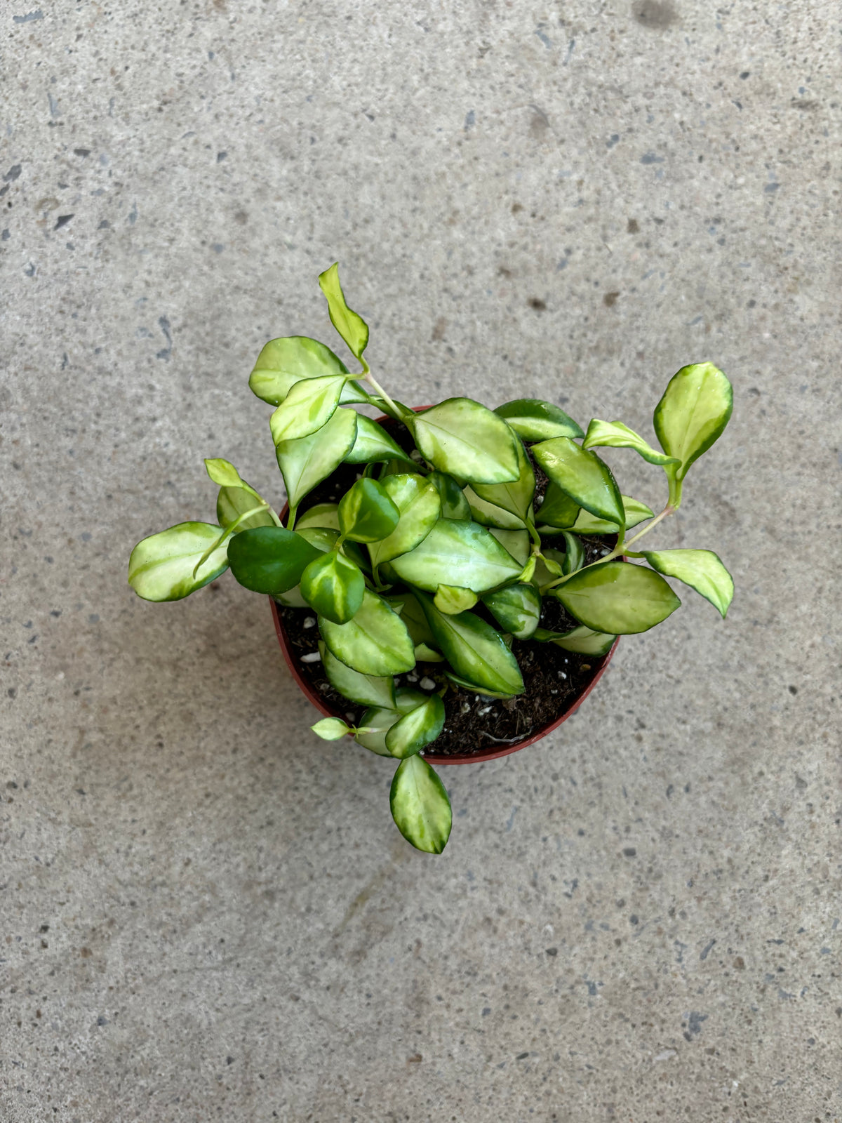 Hoya Heuschkeliana Variegata