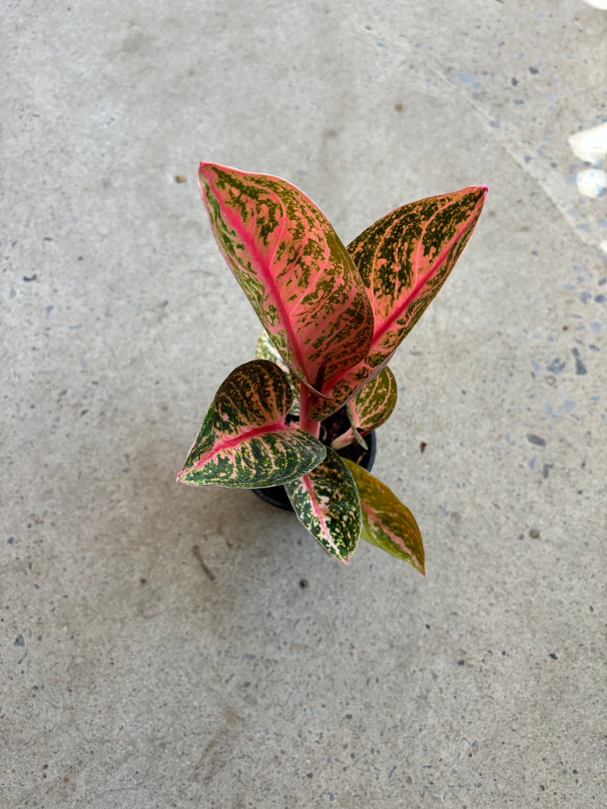 Aglaonema Golden Powder