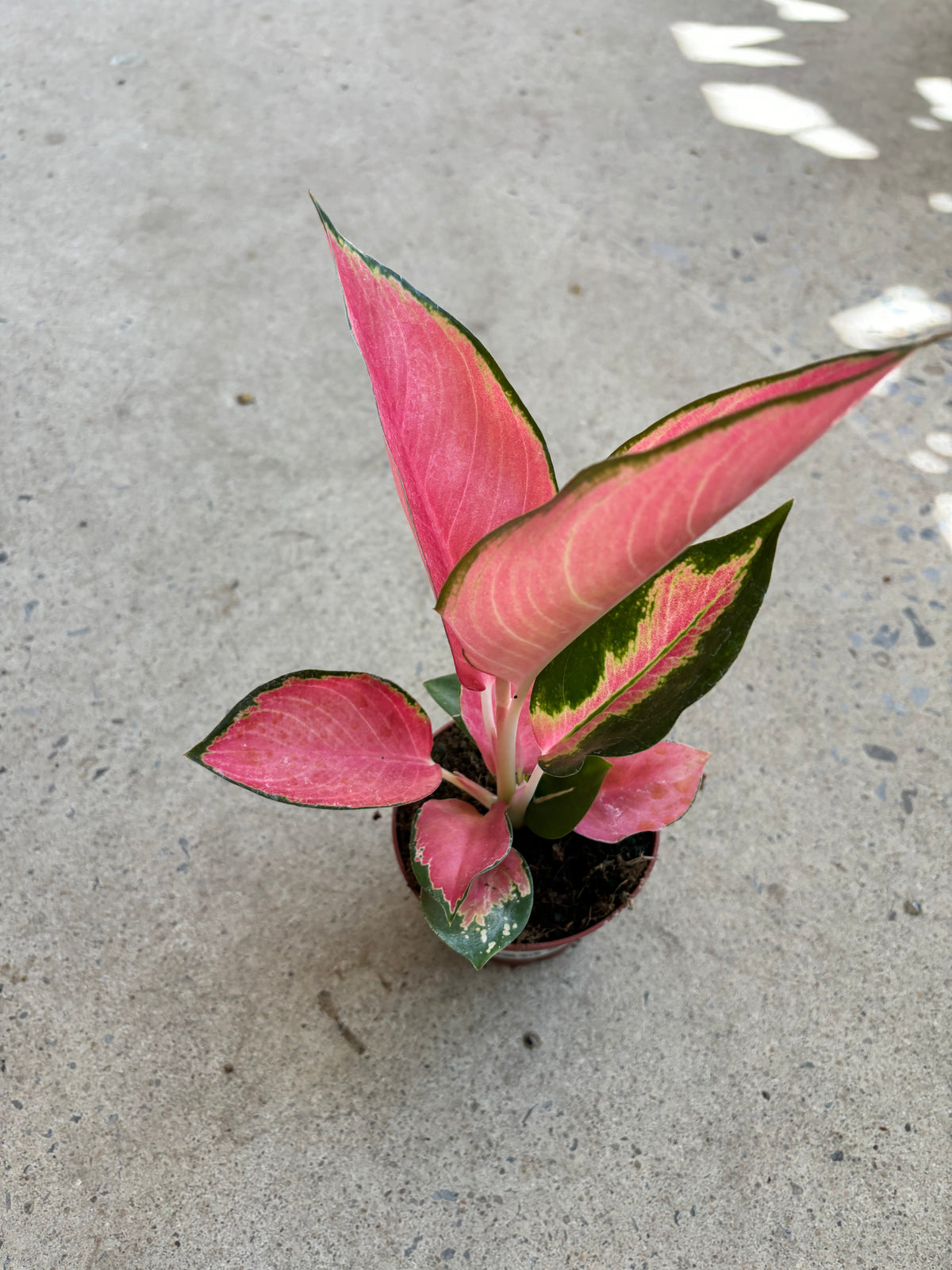 Aglaonema Pink Pearl