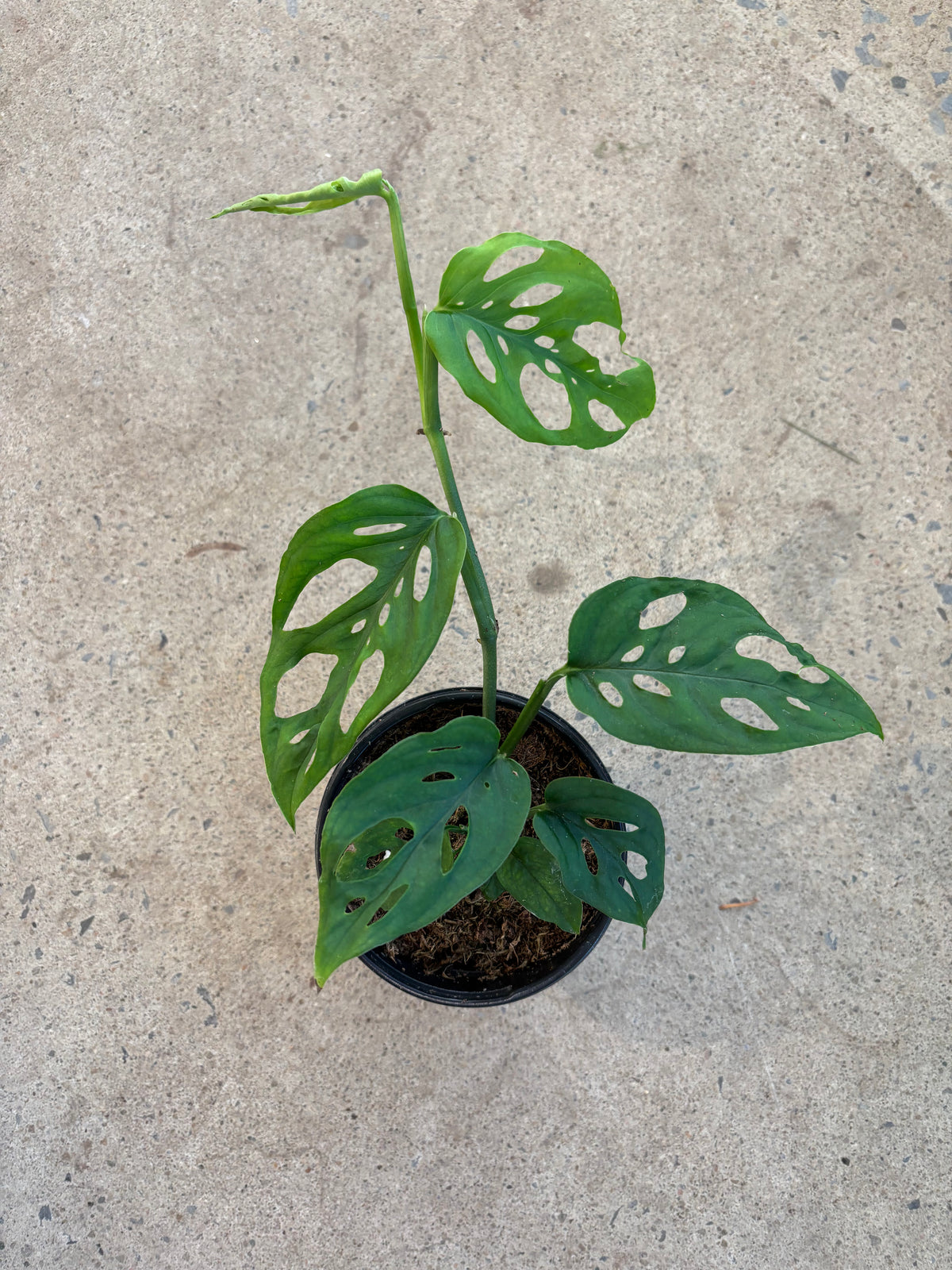 Monstera « Esqueleto »