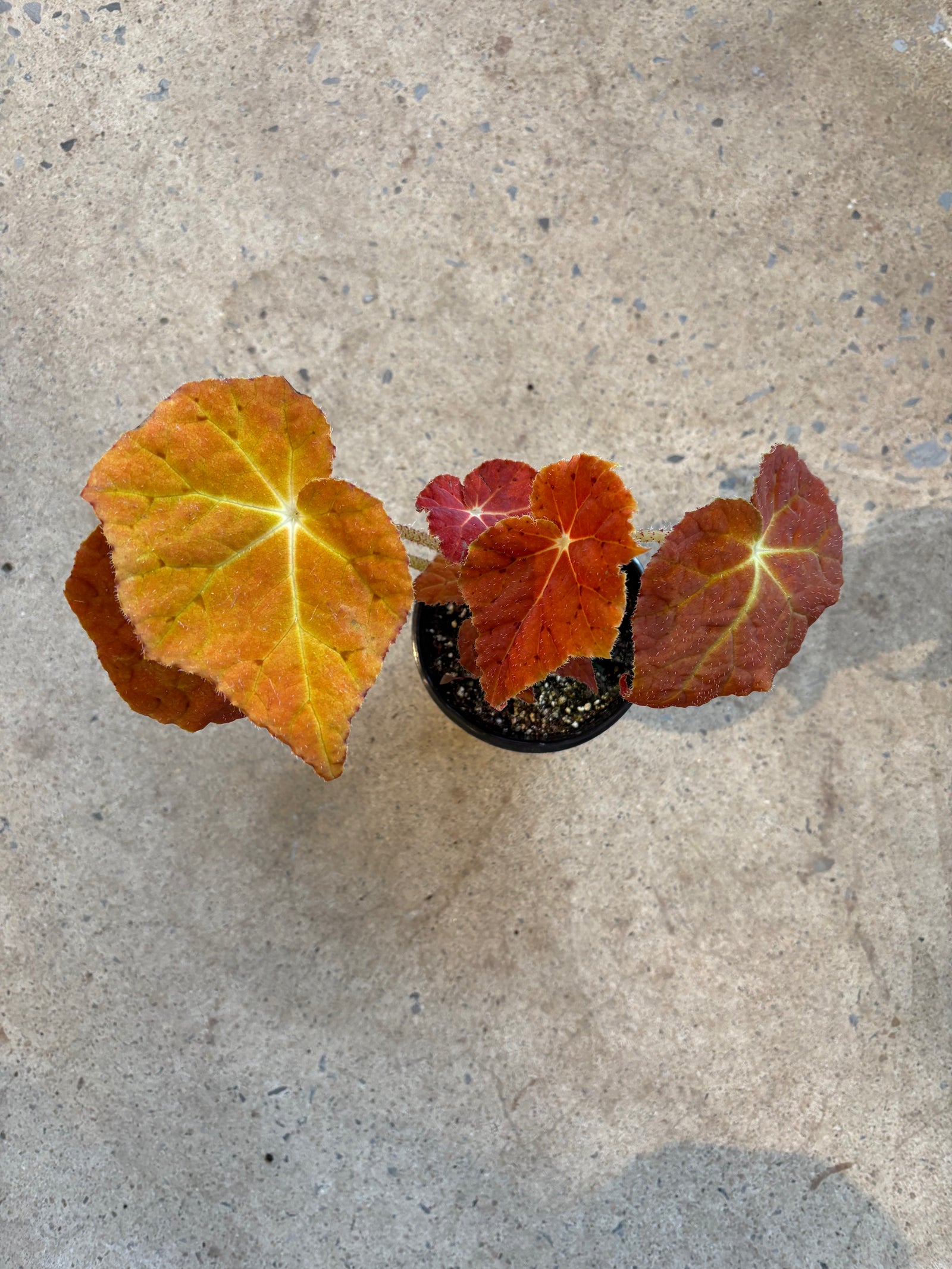 Begonia « Autumn Amber »