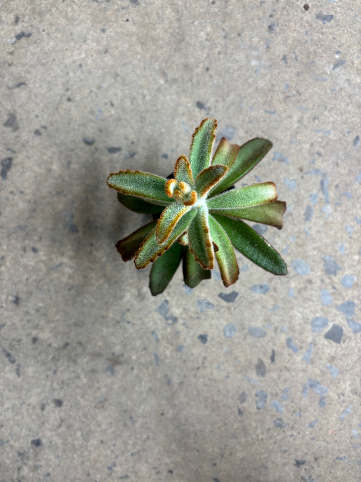 Kalanchoe Tomentosa