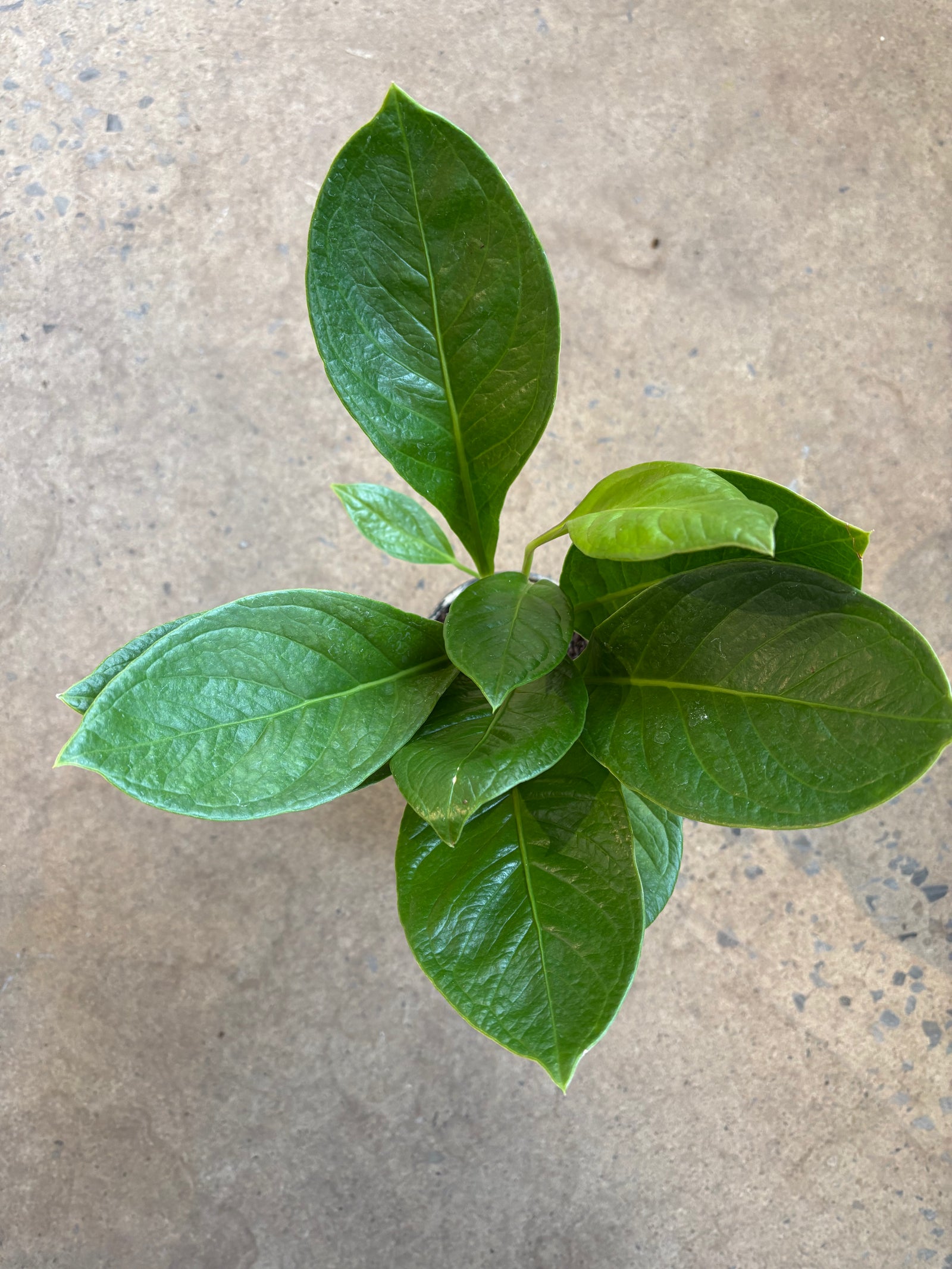 Anthurium Cobra