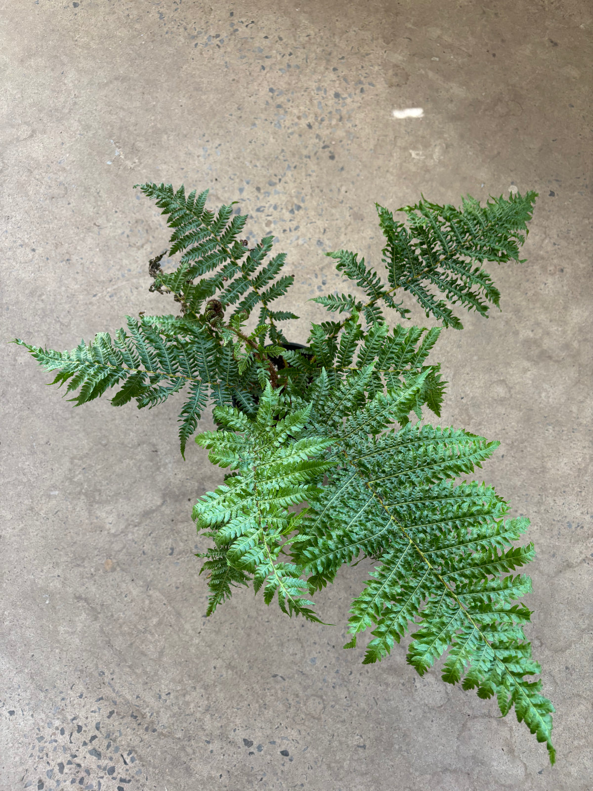 Cyathea Cooperi «Australian tree fern»