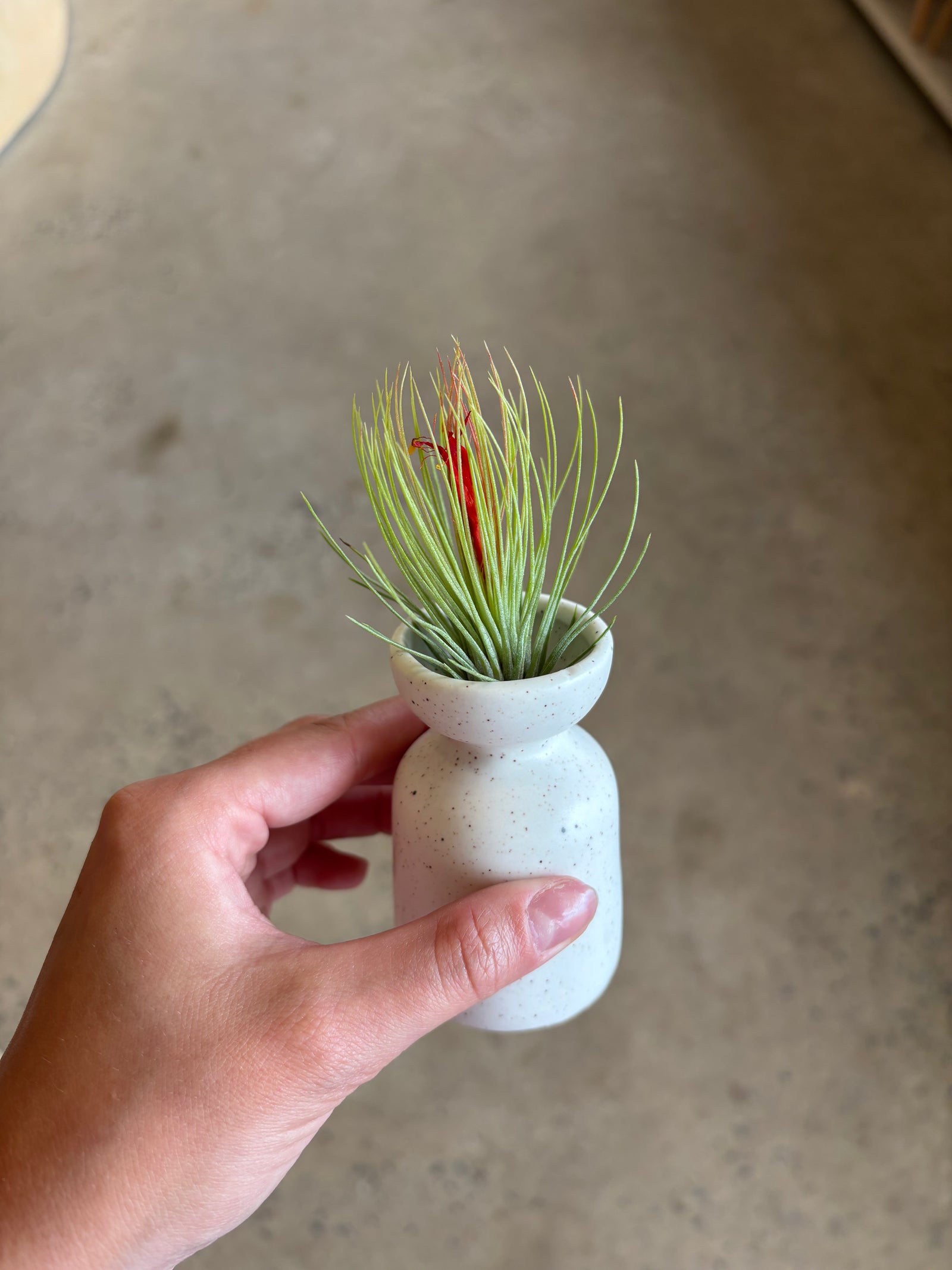 Tillandsia « Andreana »
