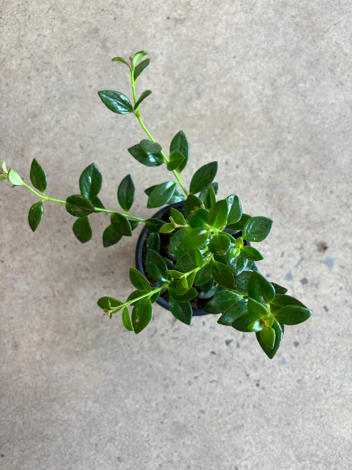 Nematanthus « Gregarius »