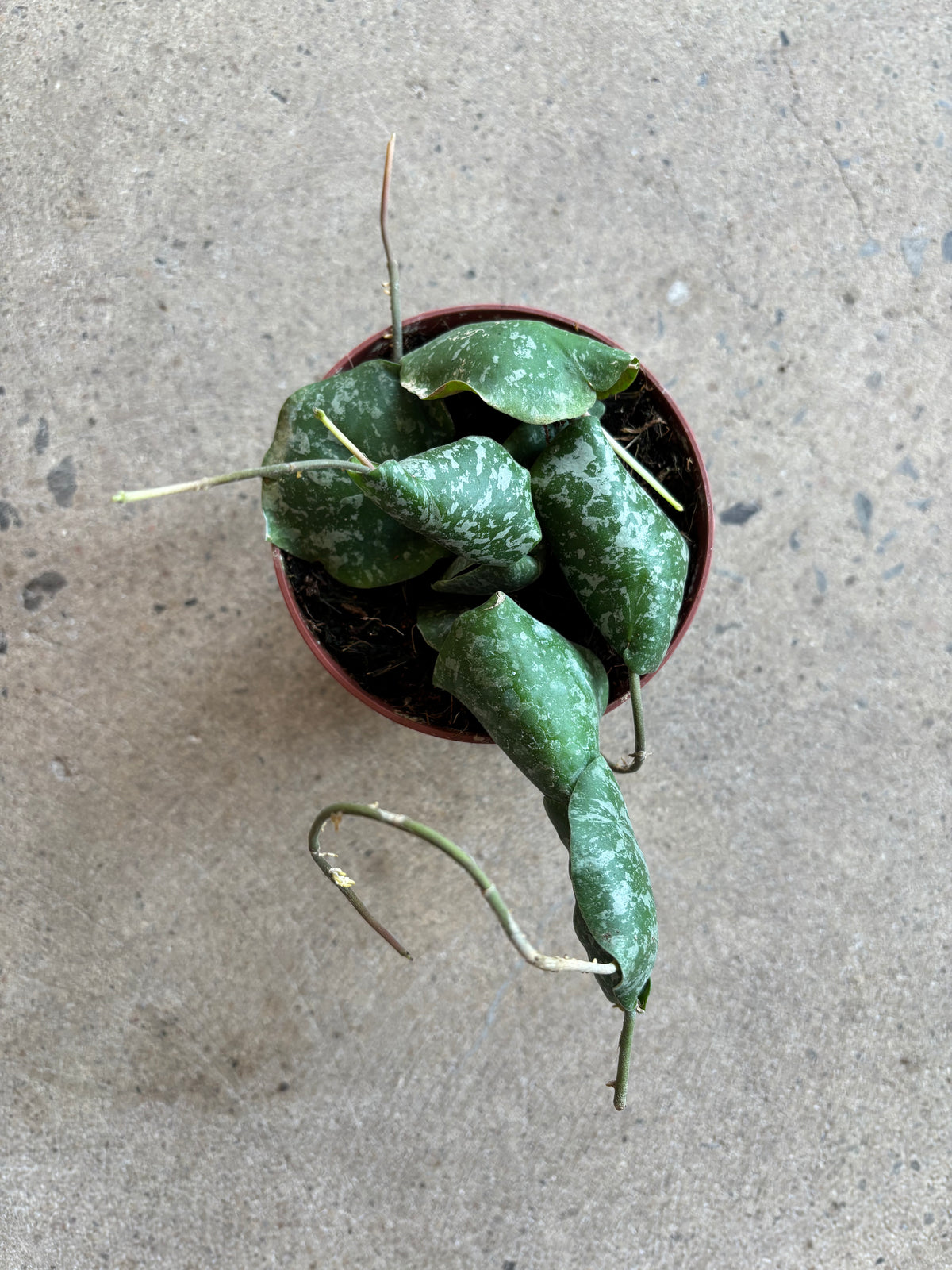 Hoya Imbricata