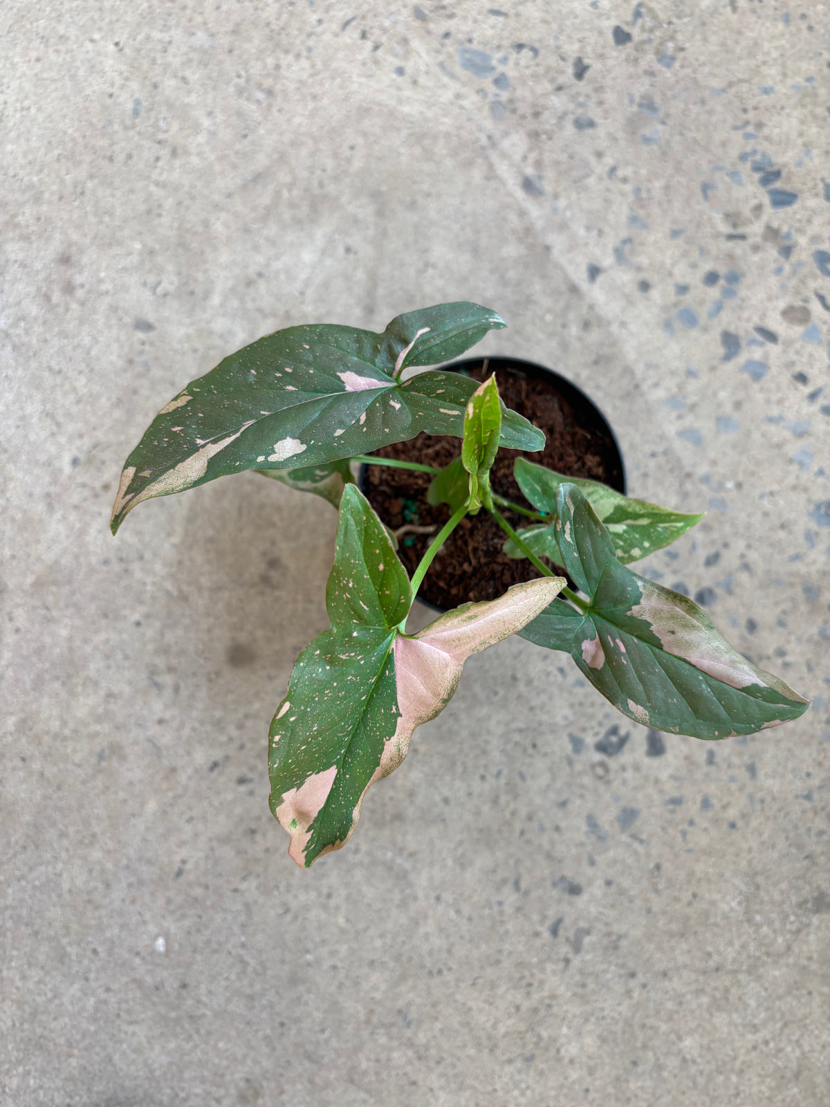 Syngonium podophyllum "Tricolor"