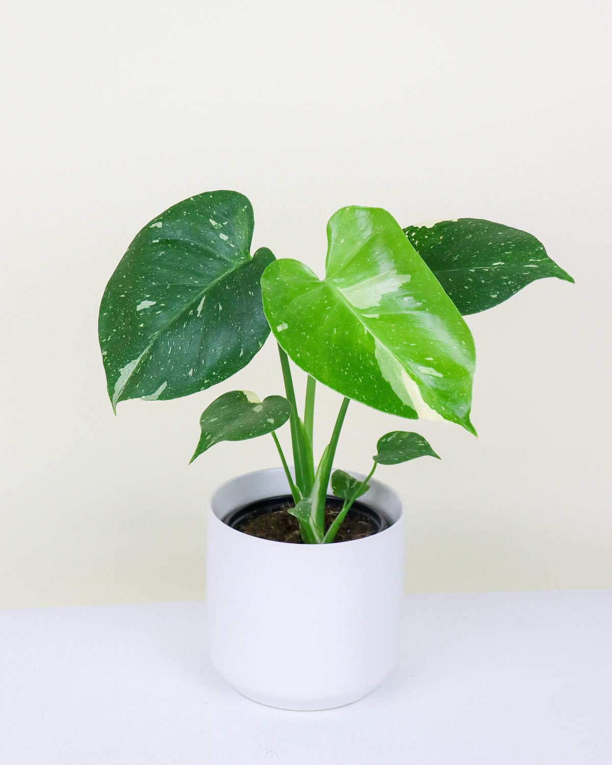 Monstera Thai Constellation