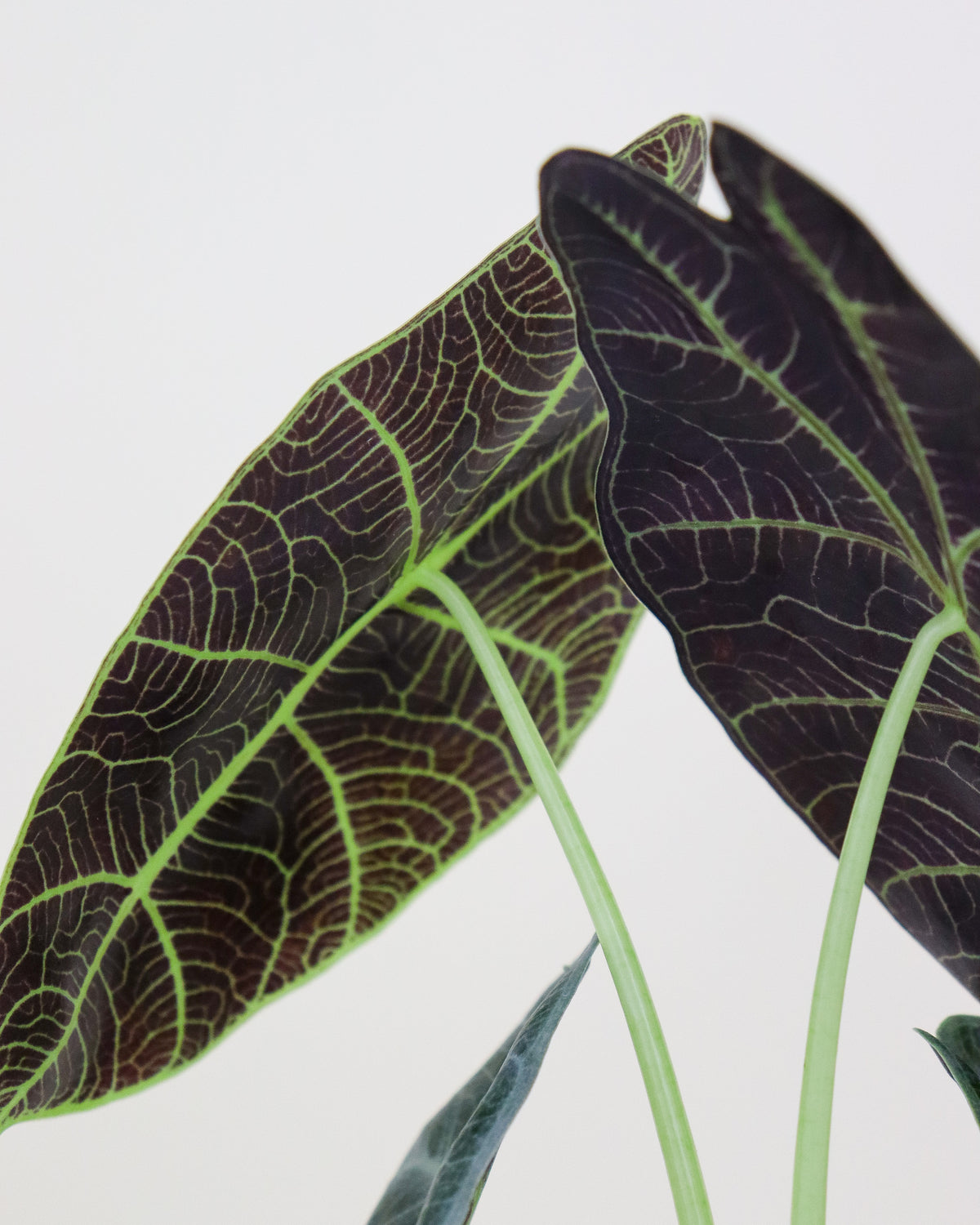 Alocasia Watsoniana