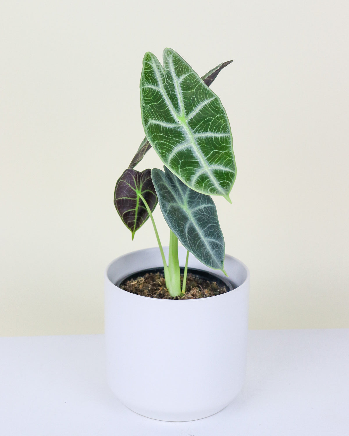 Alocasia Watsoniana