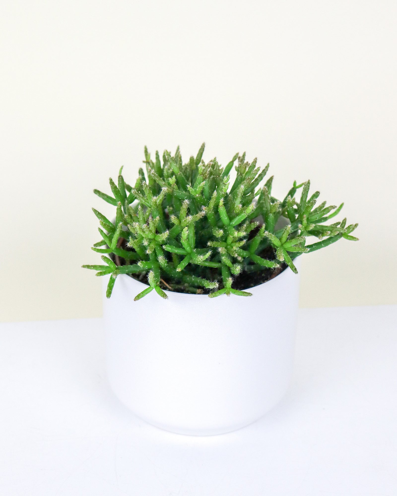 Rhipsalis Burchelii