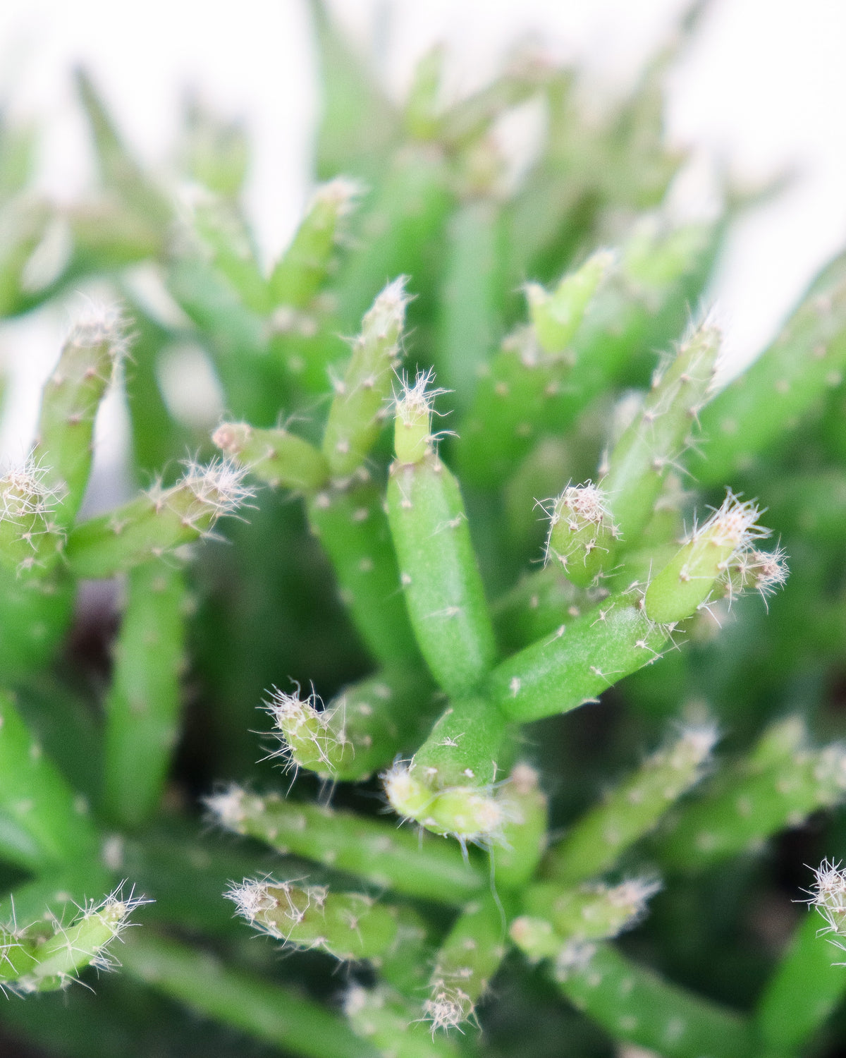 Rhipsalis Burchelii