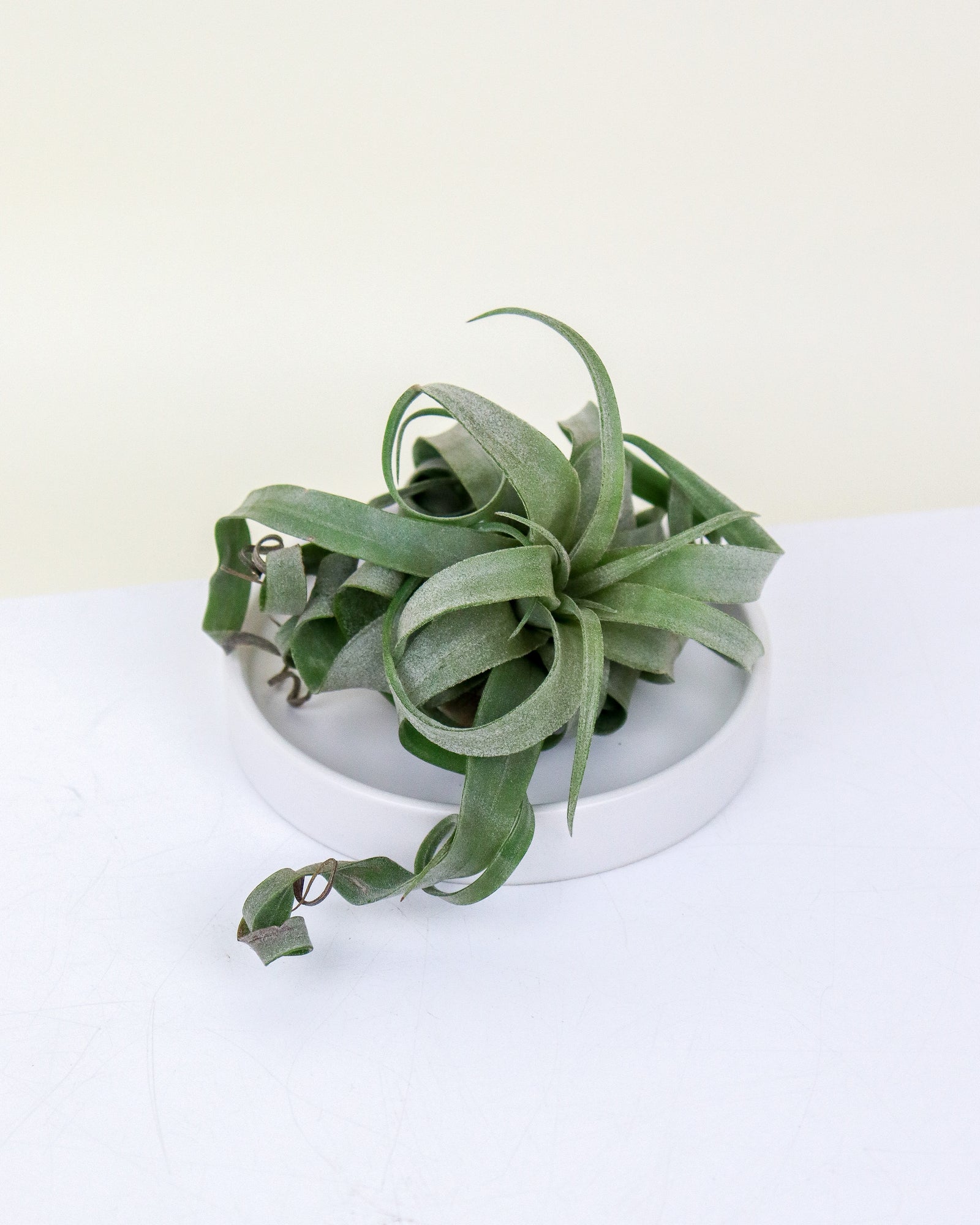 Tillandsia Curly