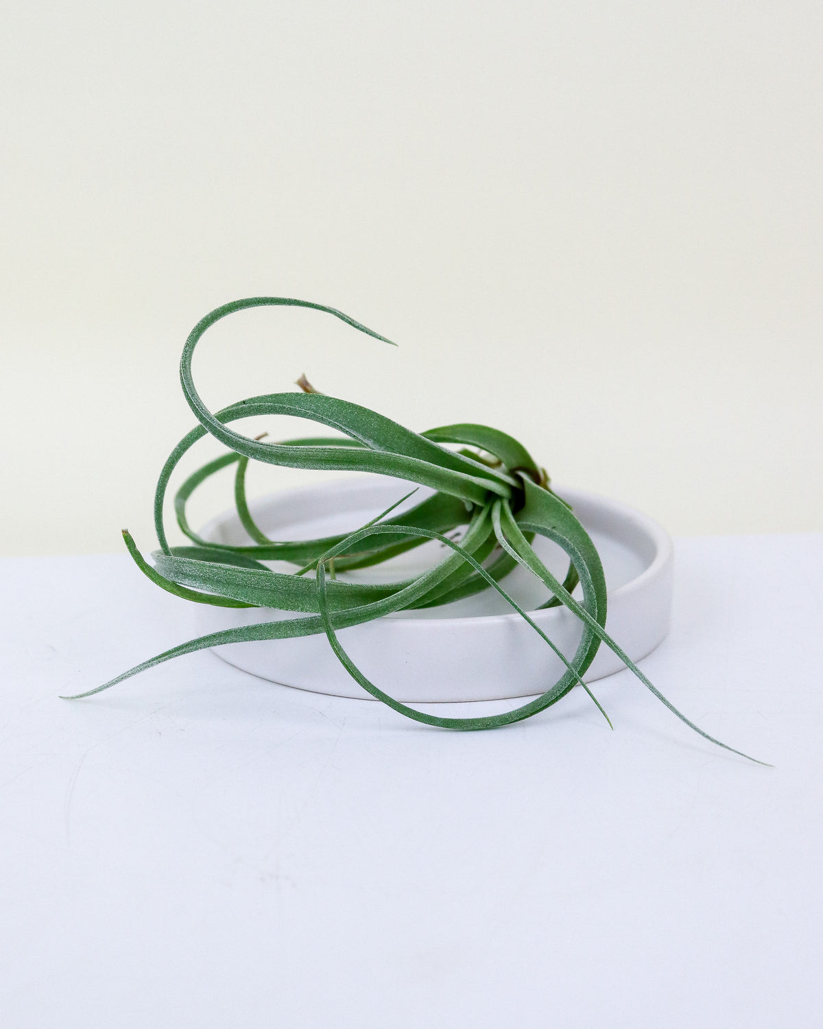 Tillandsia Curly Slim