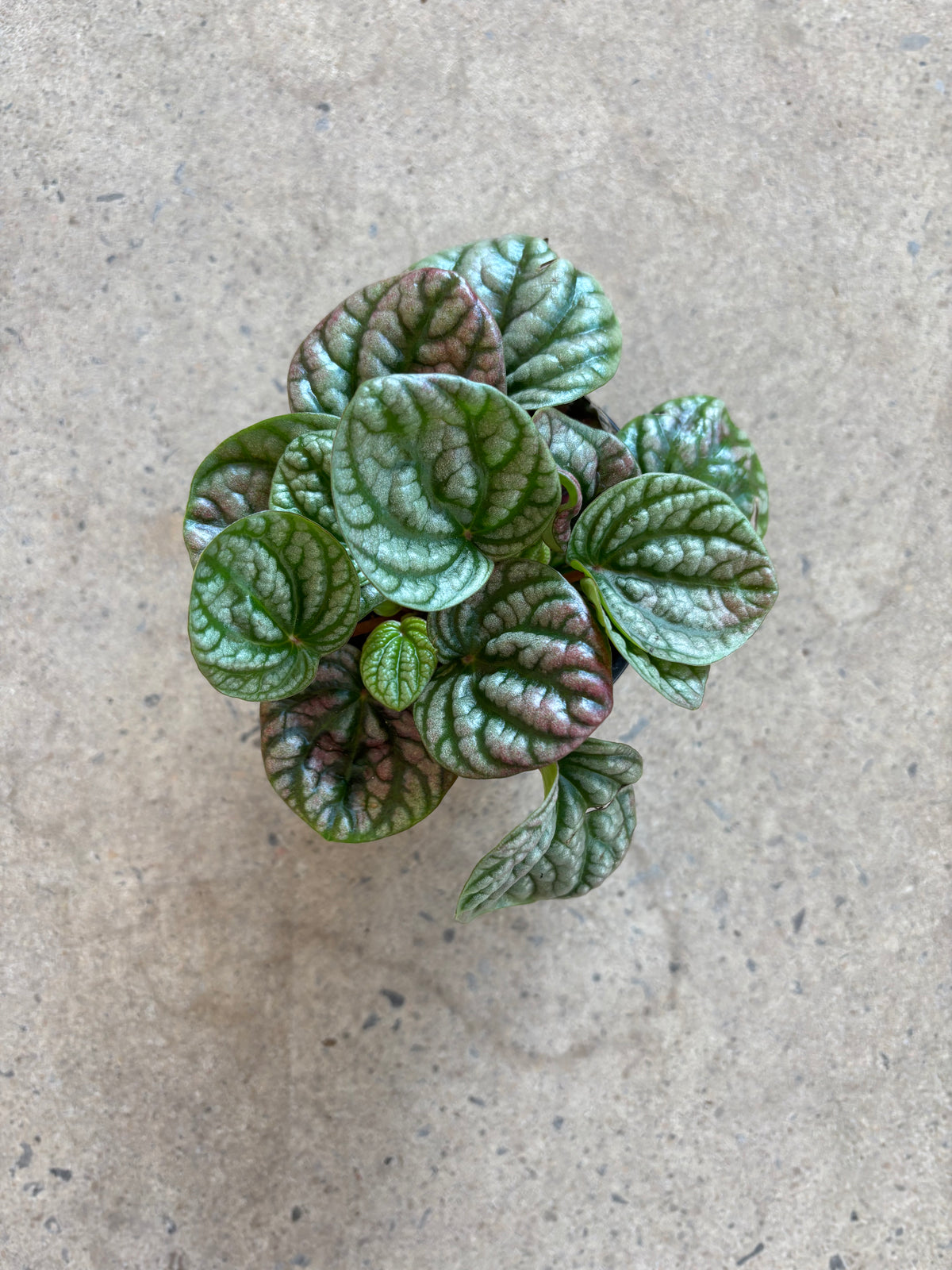 Peperomia Robella