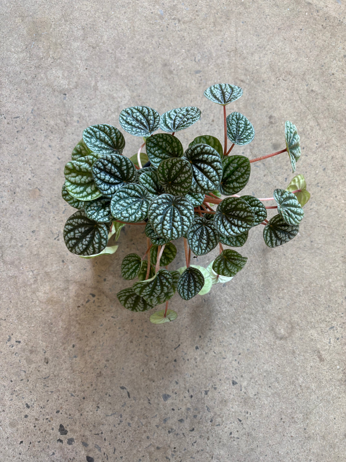 Peperomia Burbella
