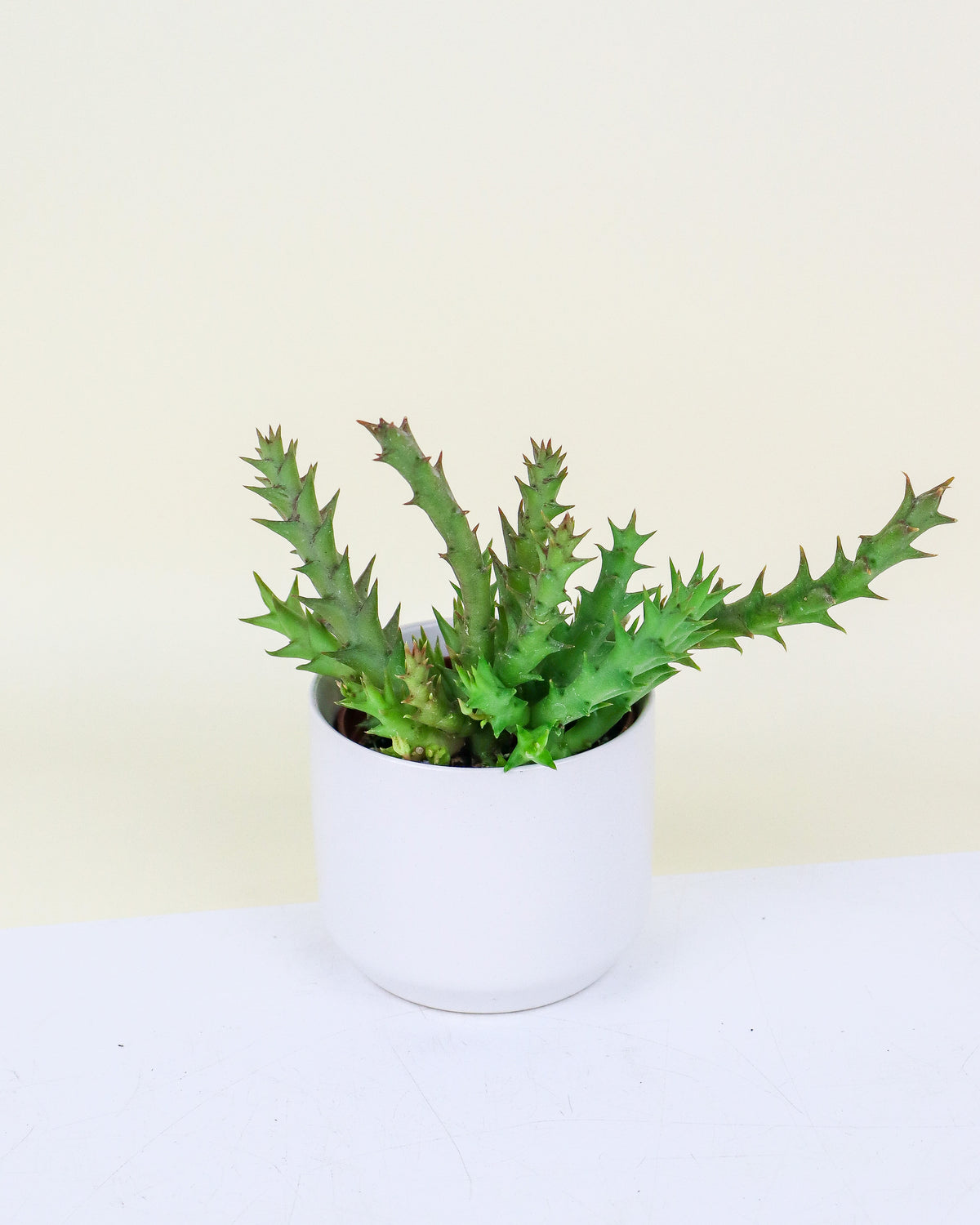 Orbea, Huernia & Stapelia assortis